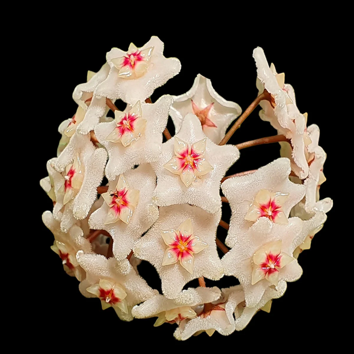 Hoya dasyantha - Image 2