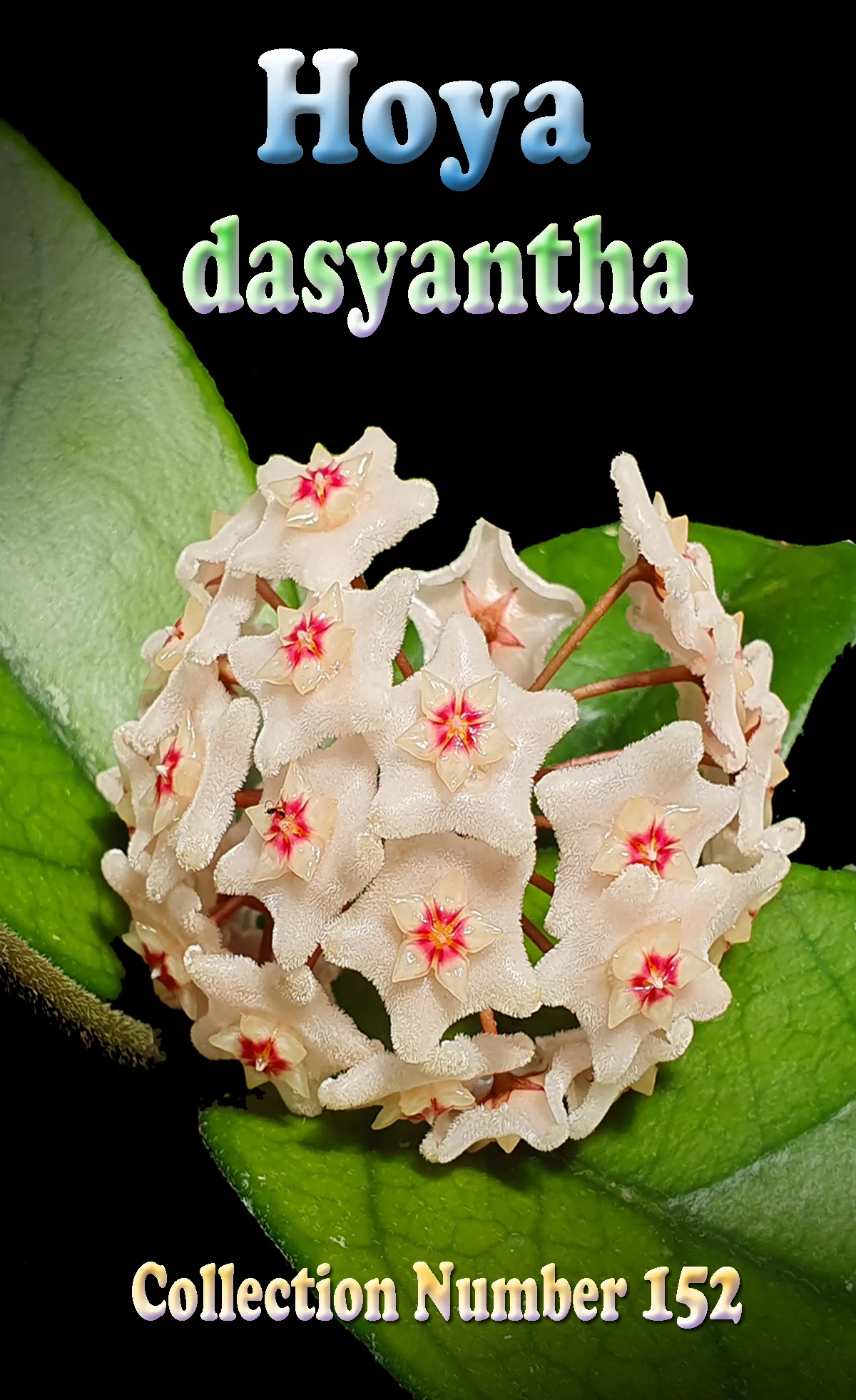 Hoya dasyantha - Image 3