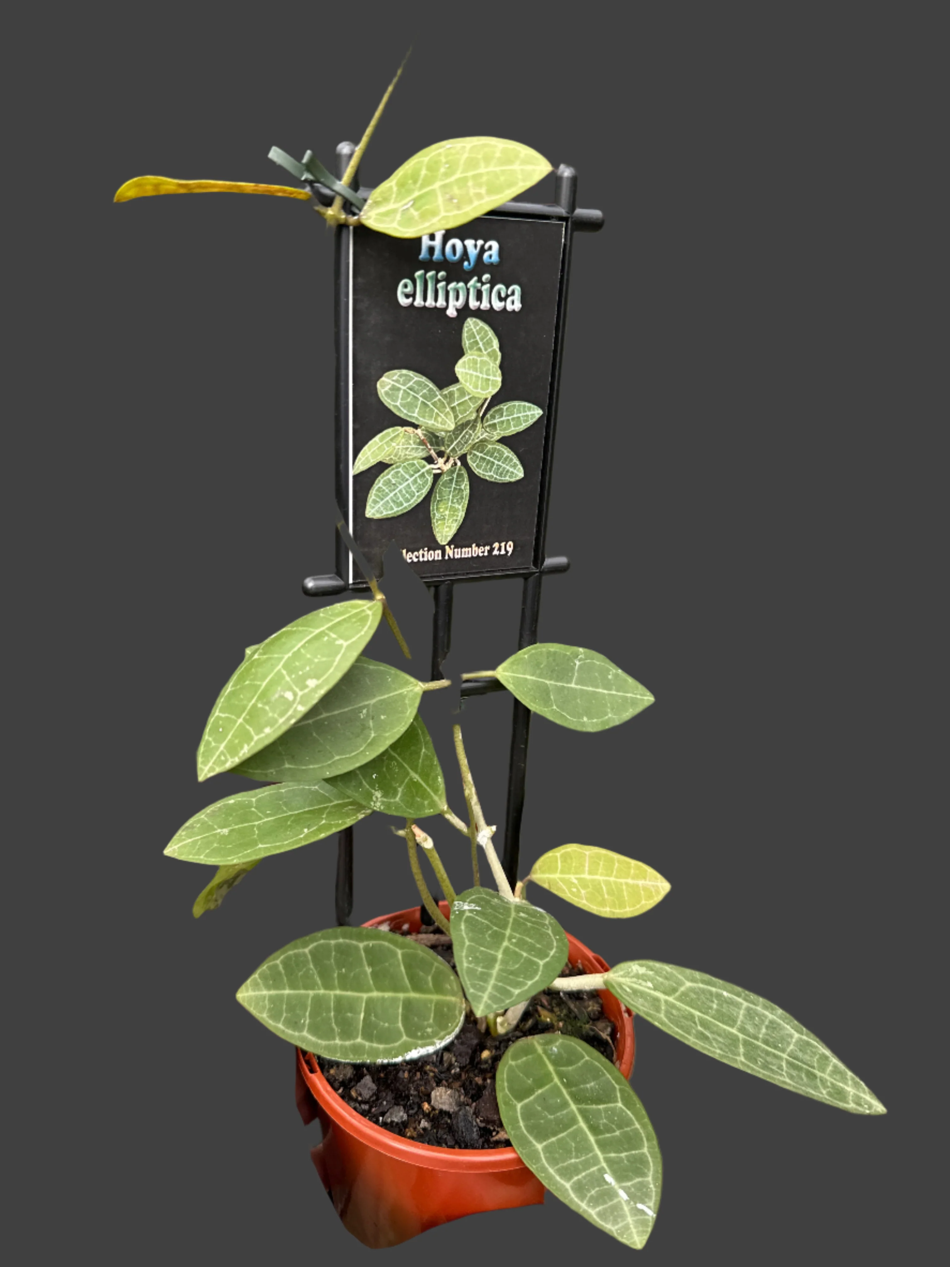 Hoya elliptica - Image 3