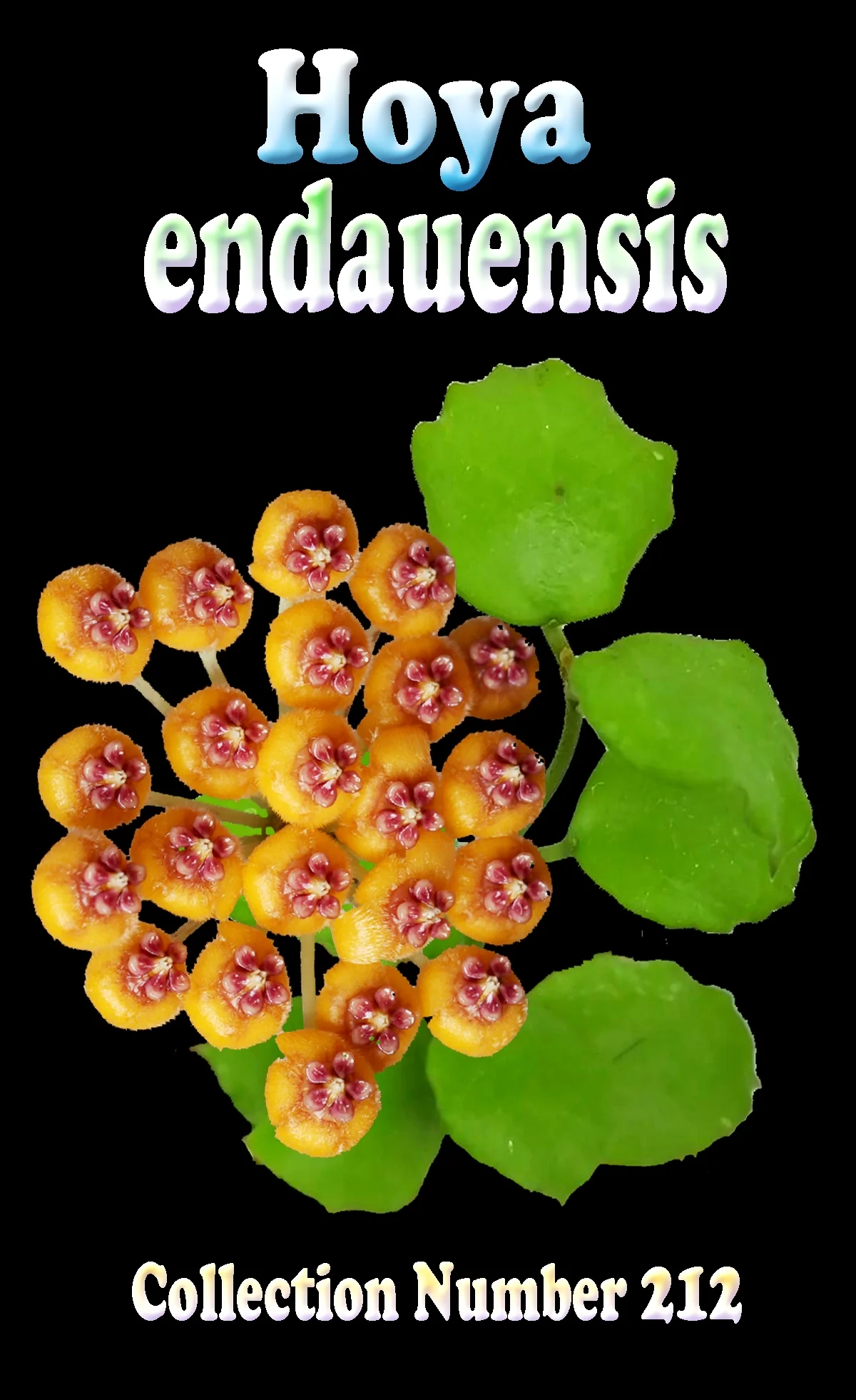 Hoya endauensis - Image 3