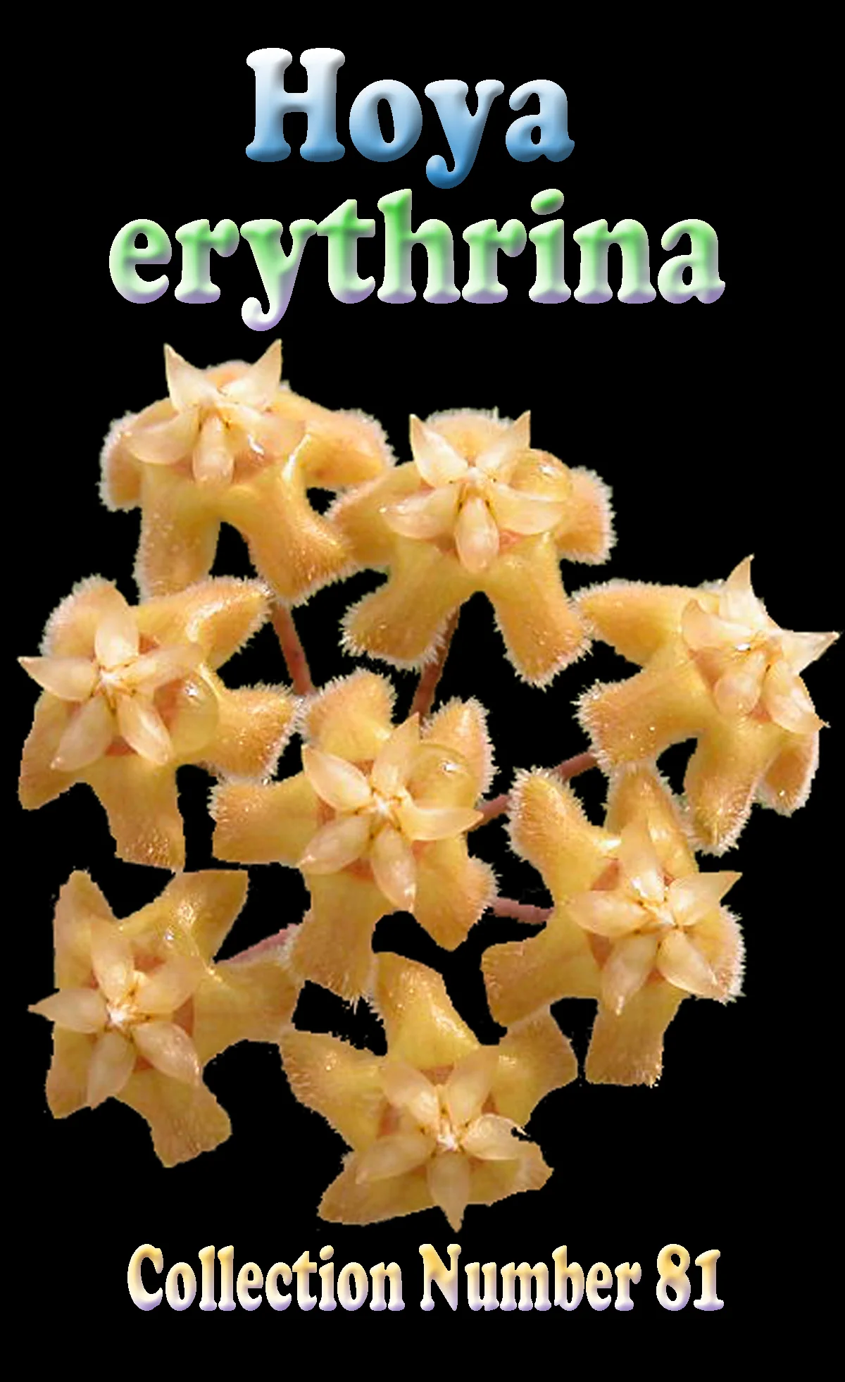 Hoya erythrina - Image 2