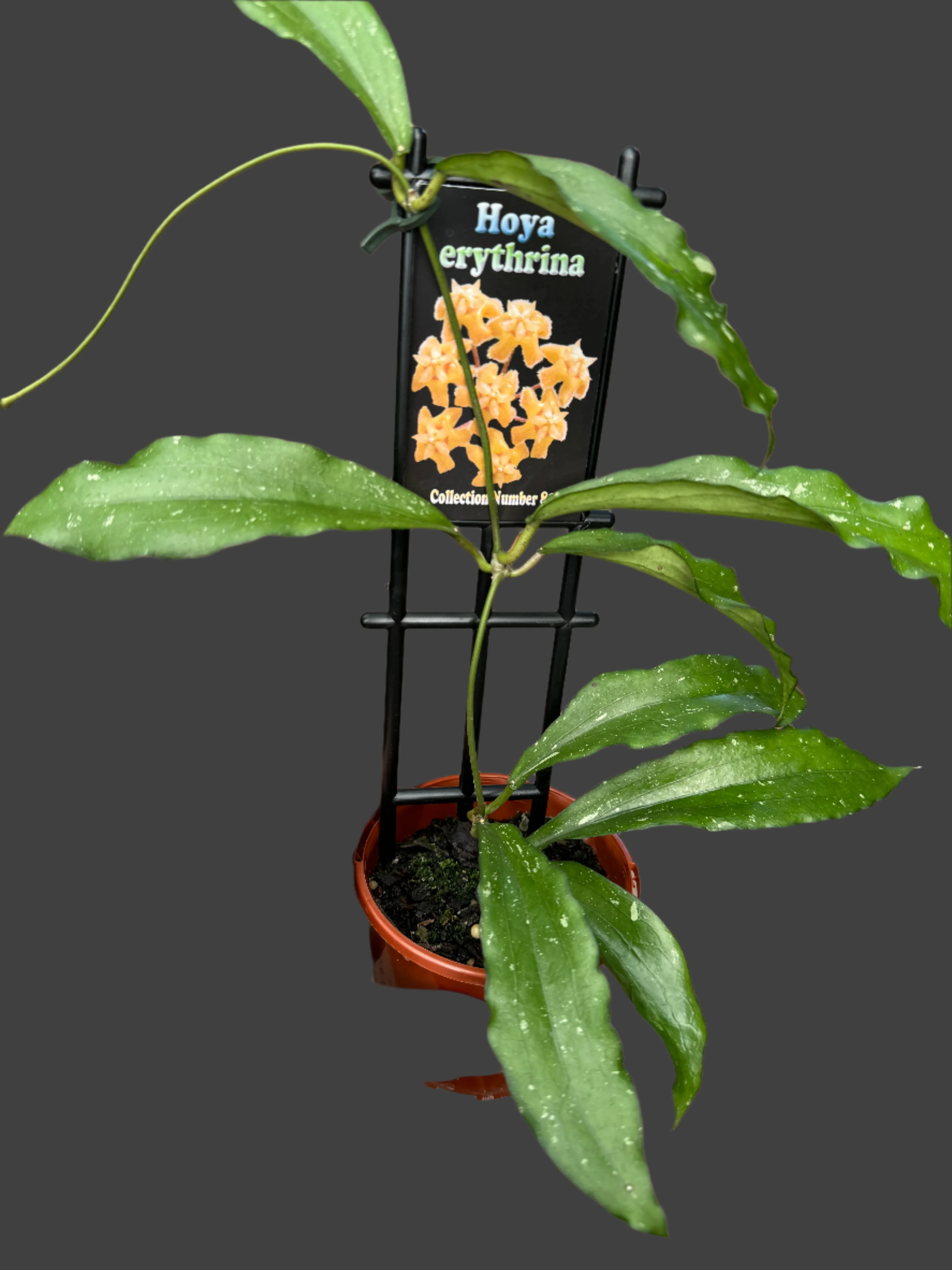 Hoya erythrina - Image 3