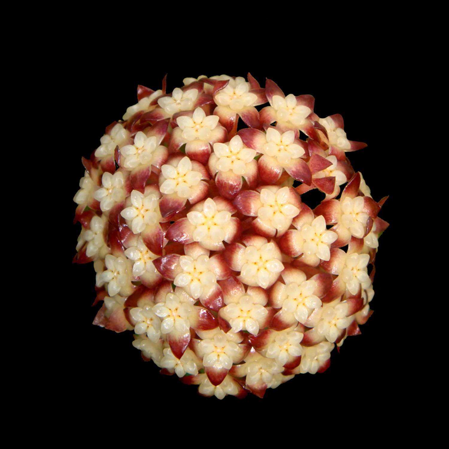 Hoya finlaysonii
