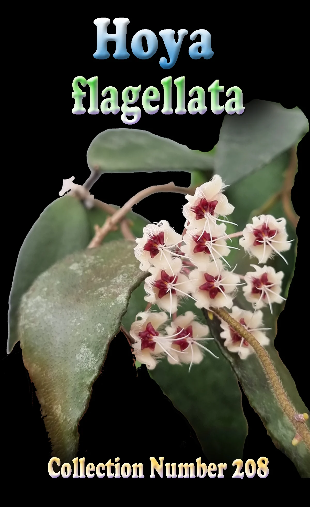 Hoya flagellata - Image 2