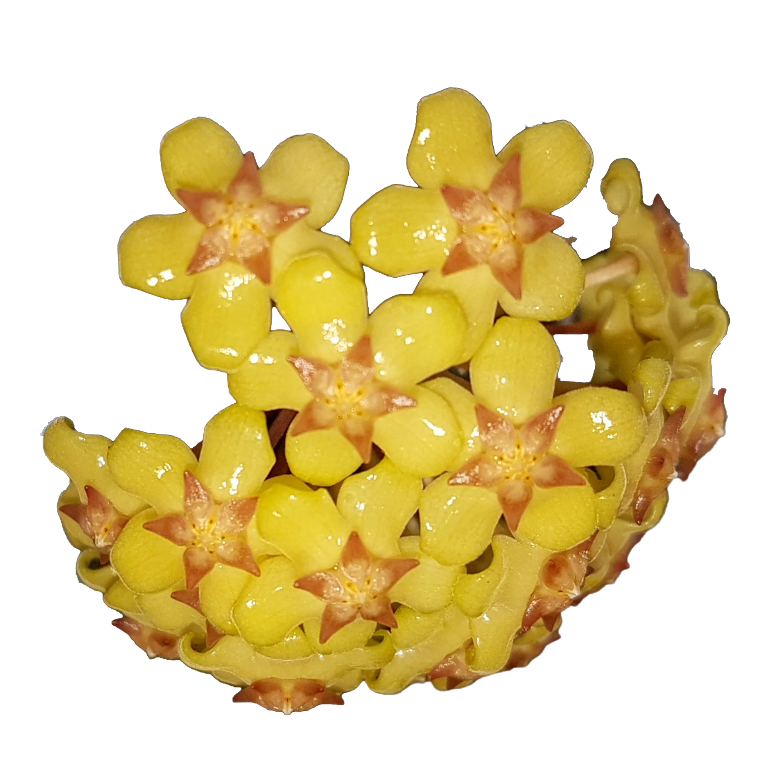 Hoya fusco marginata
