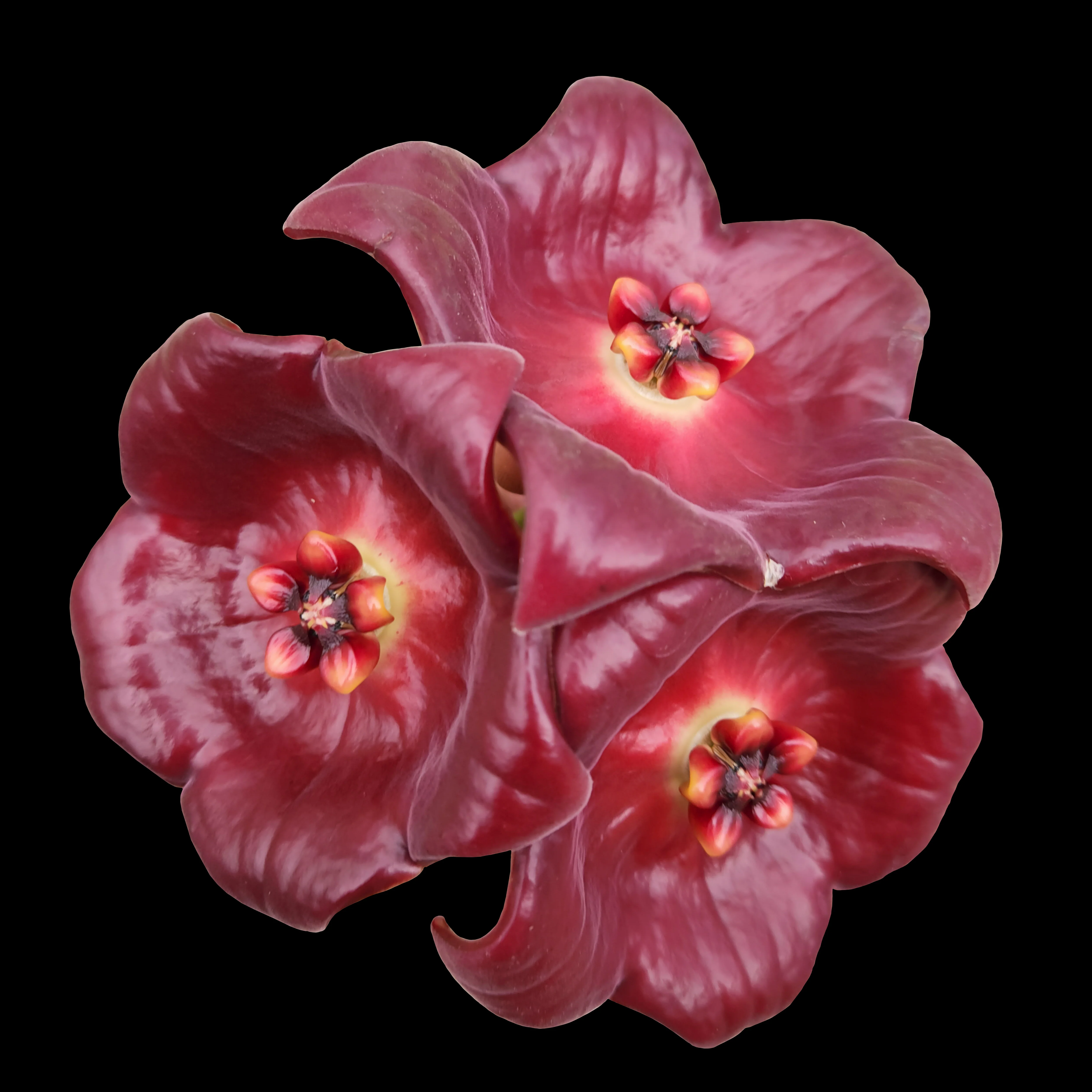 Hoya gigas
