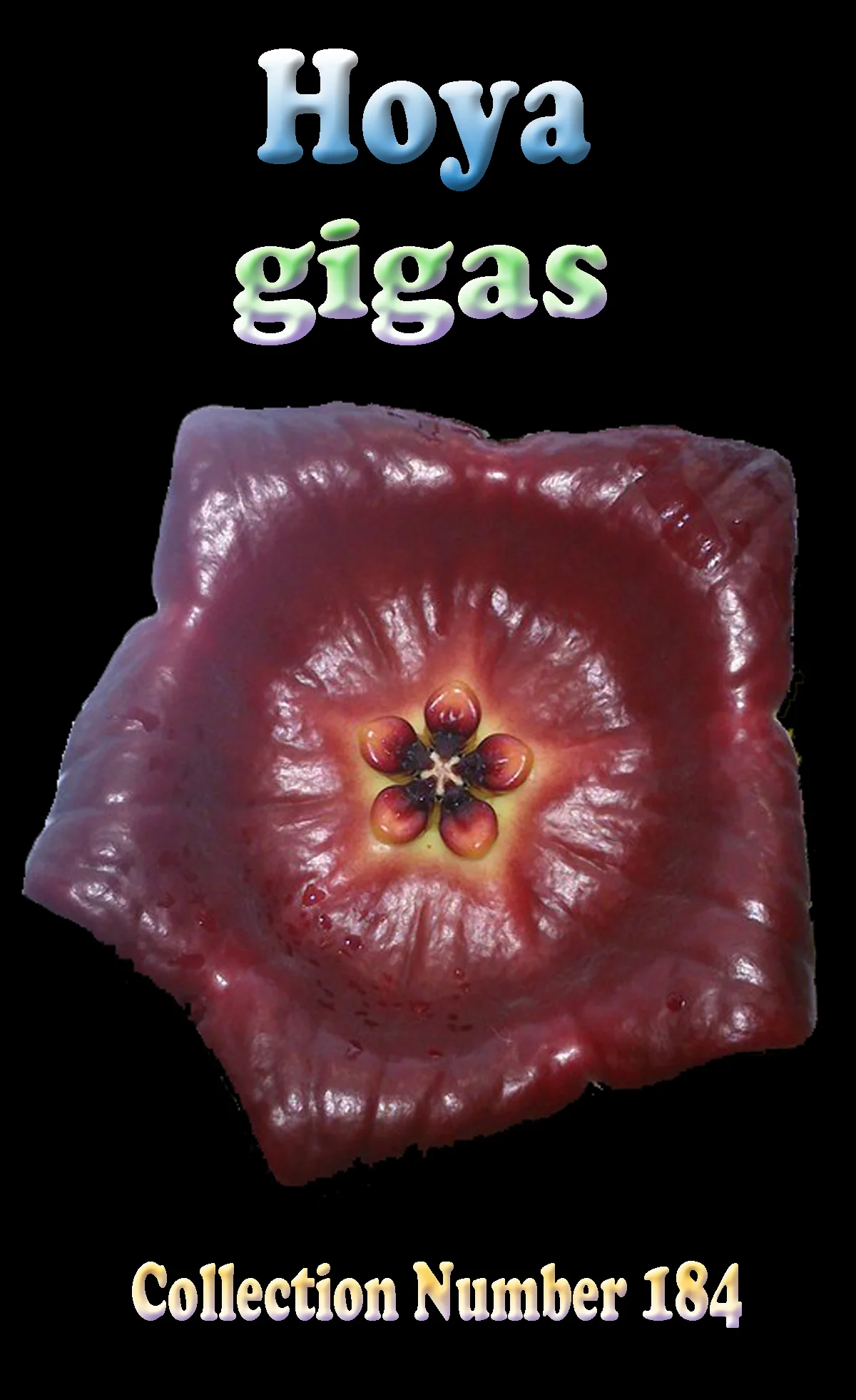 Hoya gigas - Image 4