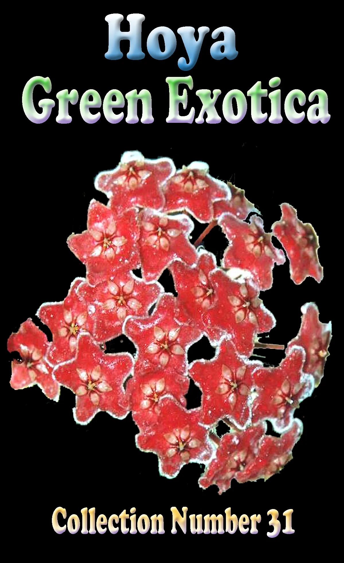 Hoya 'Green Exotica' - Image 2