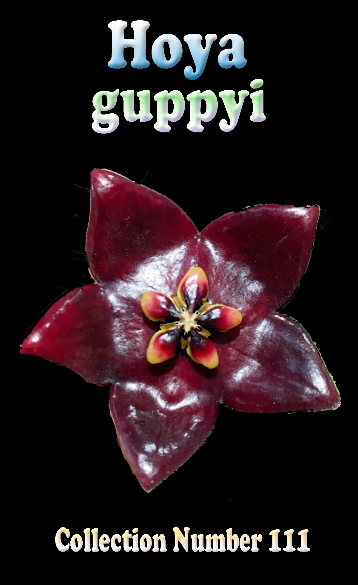 Hoya guppyi - Image 3