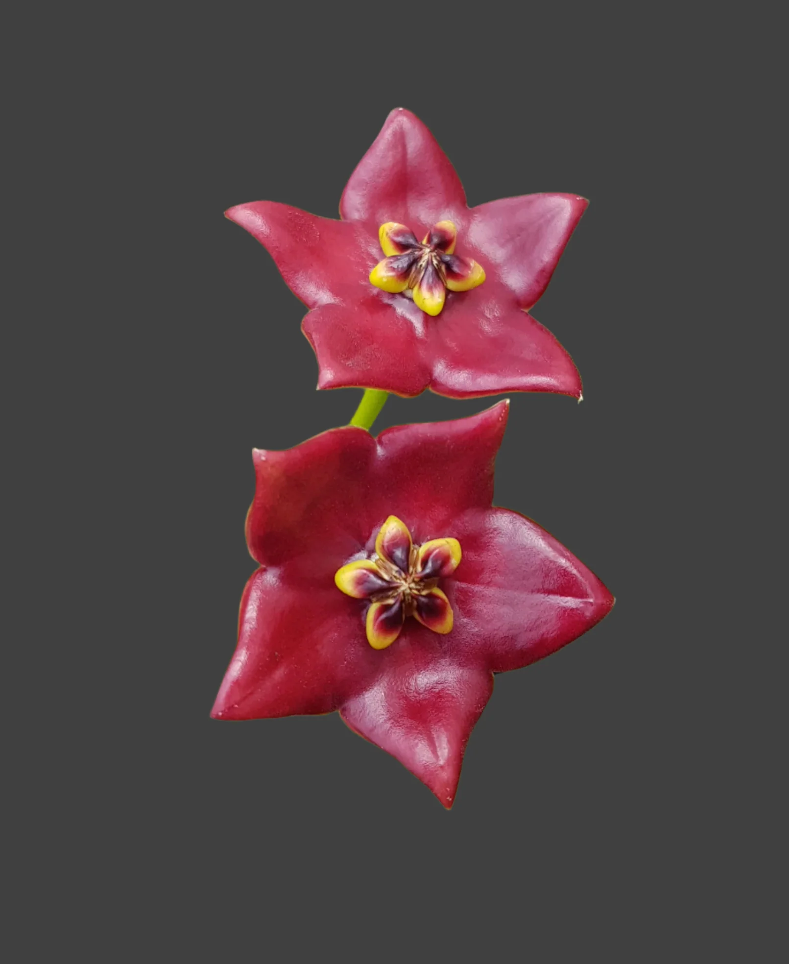 Hoya guppyi - Image 4