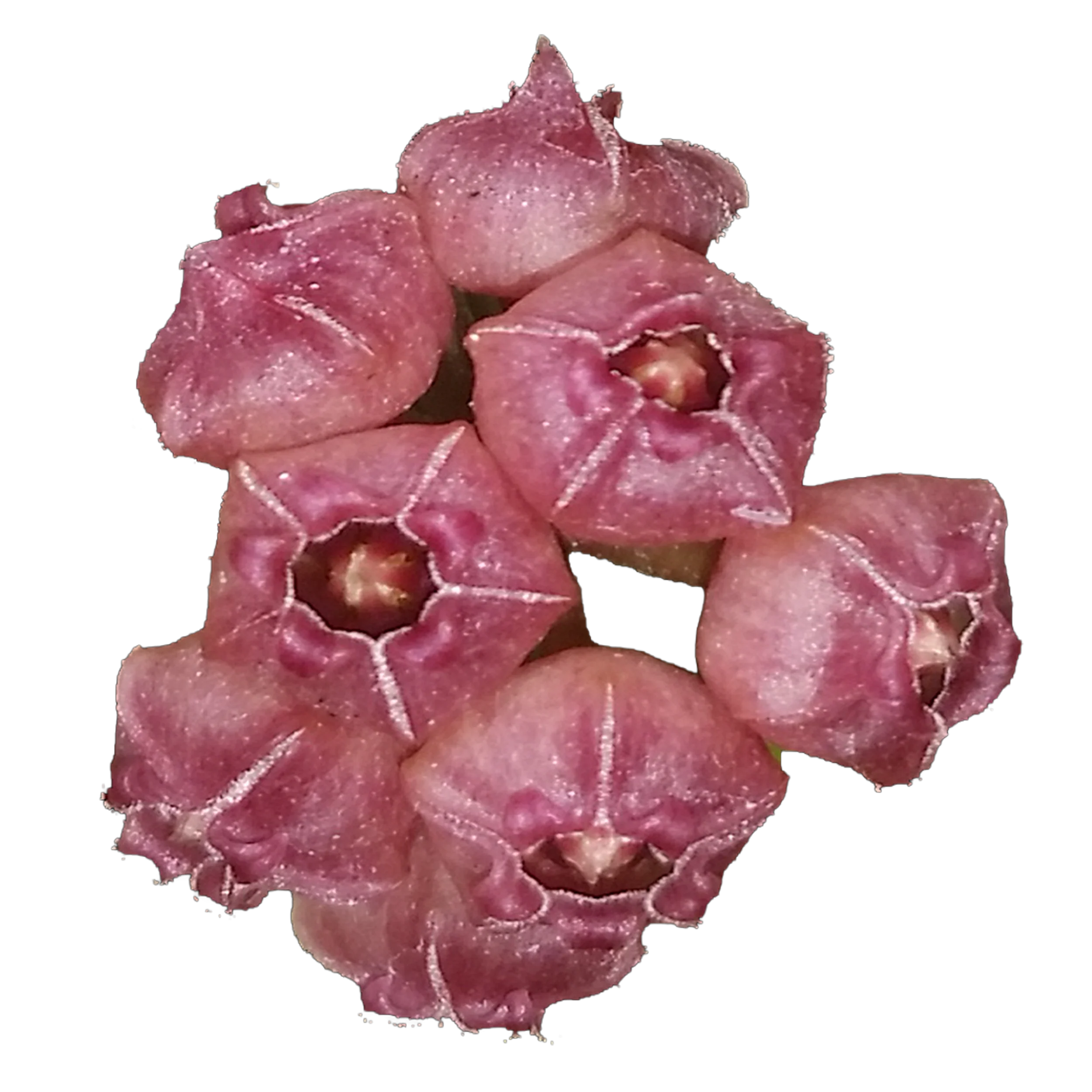 Hoya heuschkeliana ‘Pink’