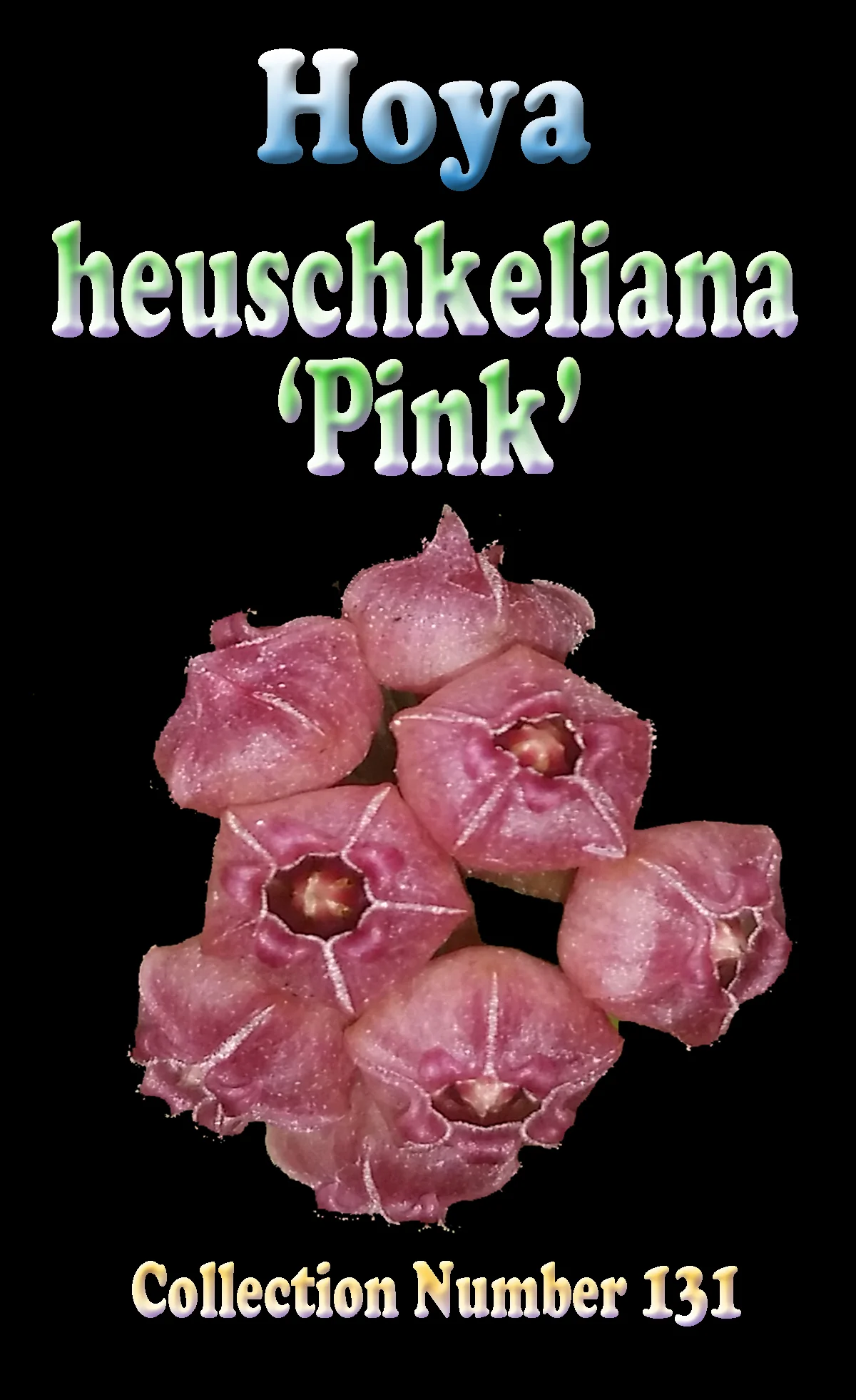 Hoya heuschkeliana ‘Pink’ - Image 2