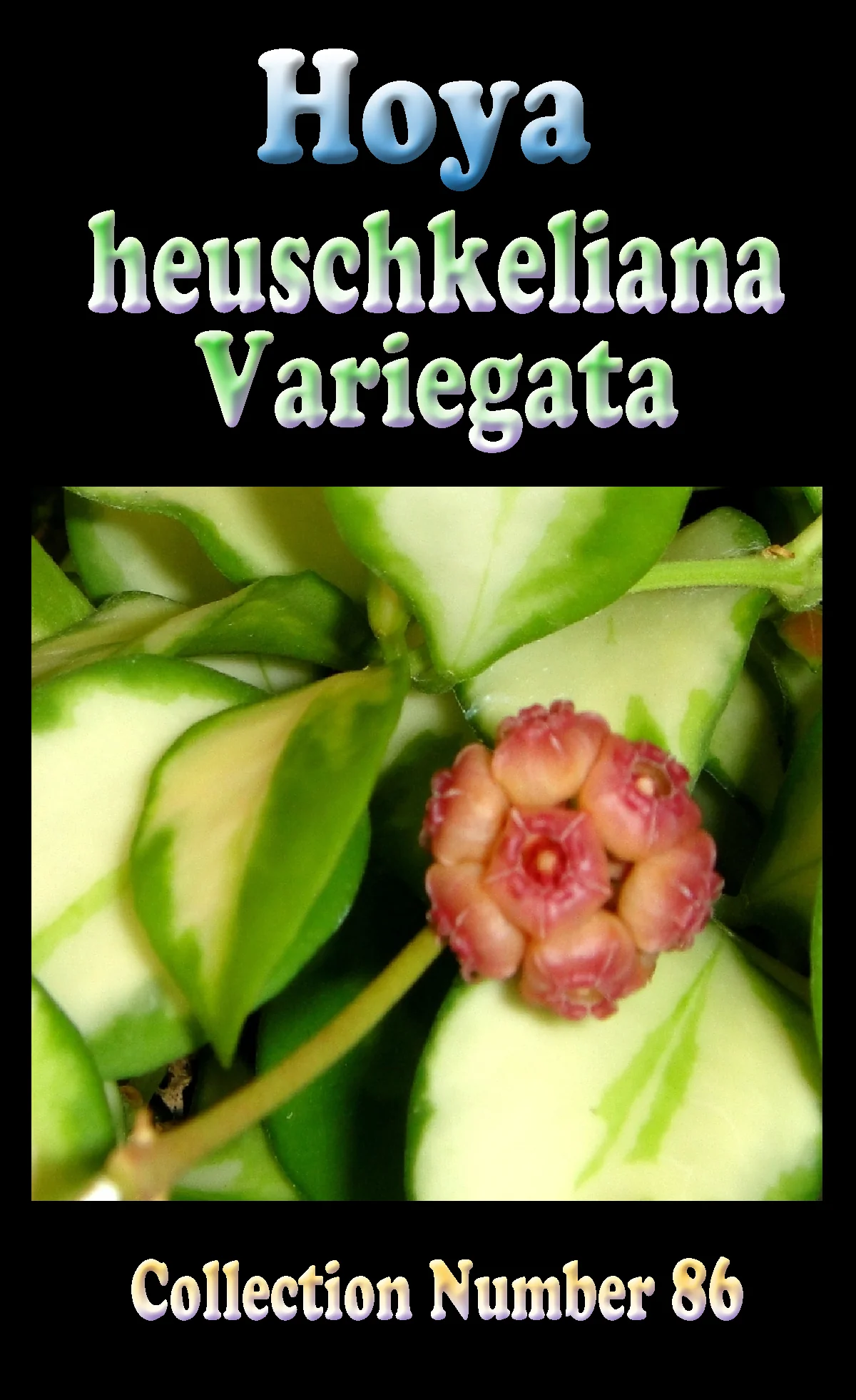 Hoya heuschkeliana 'Variegata' - Image 2