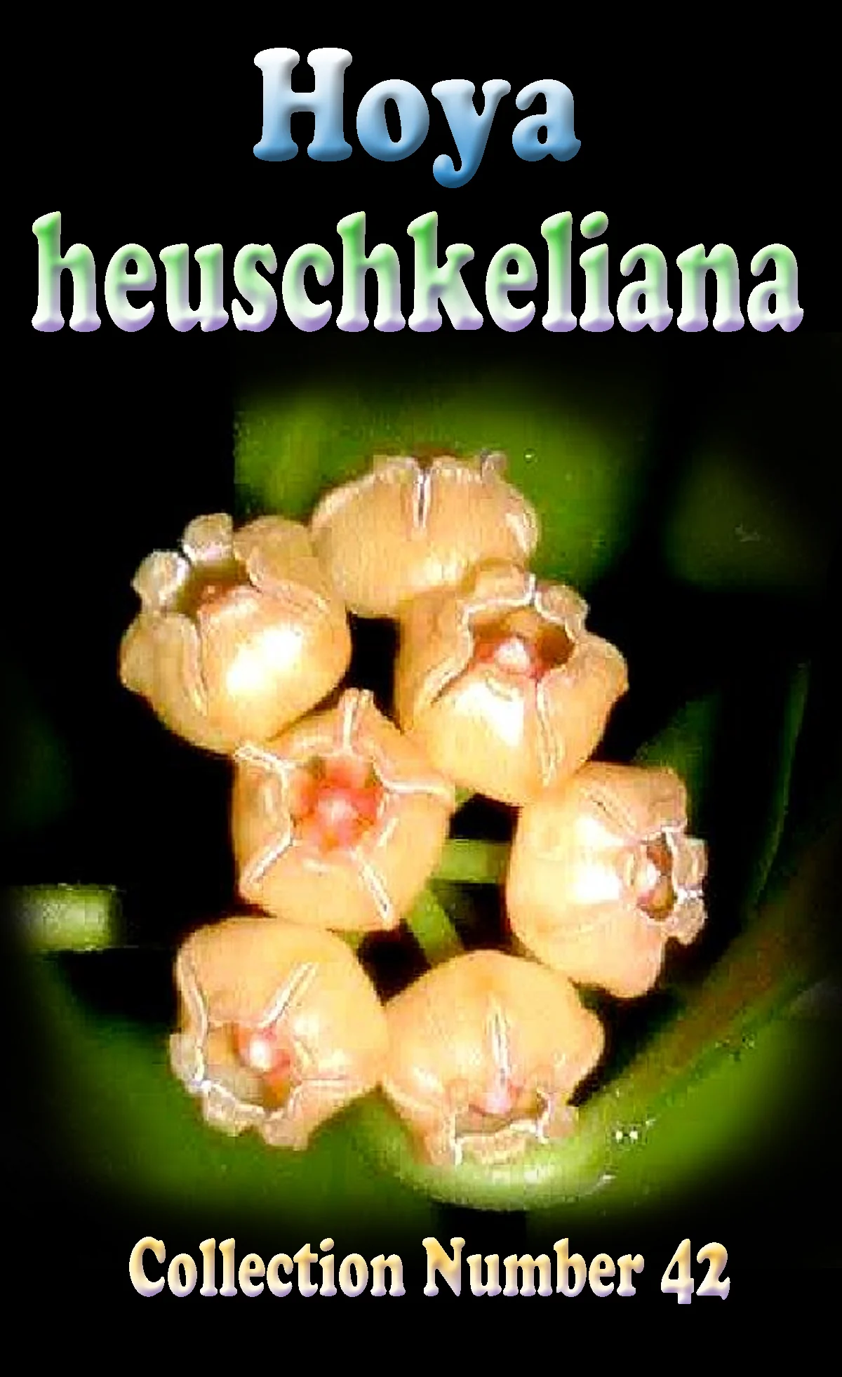 Hoya heuschkeliana ‘Yellow’ - Image 2