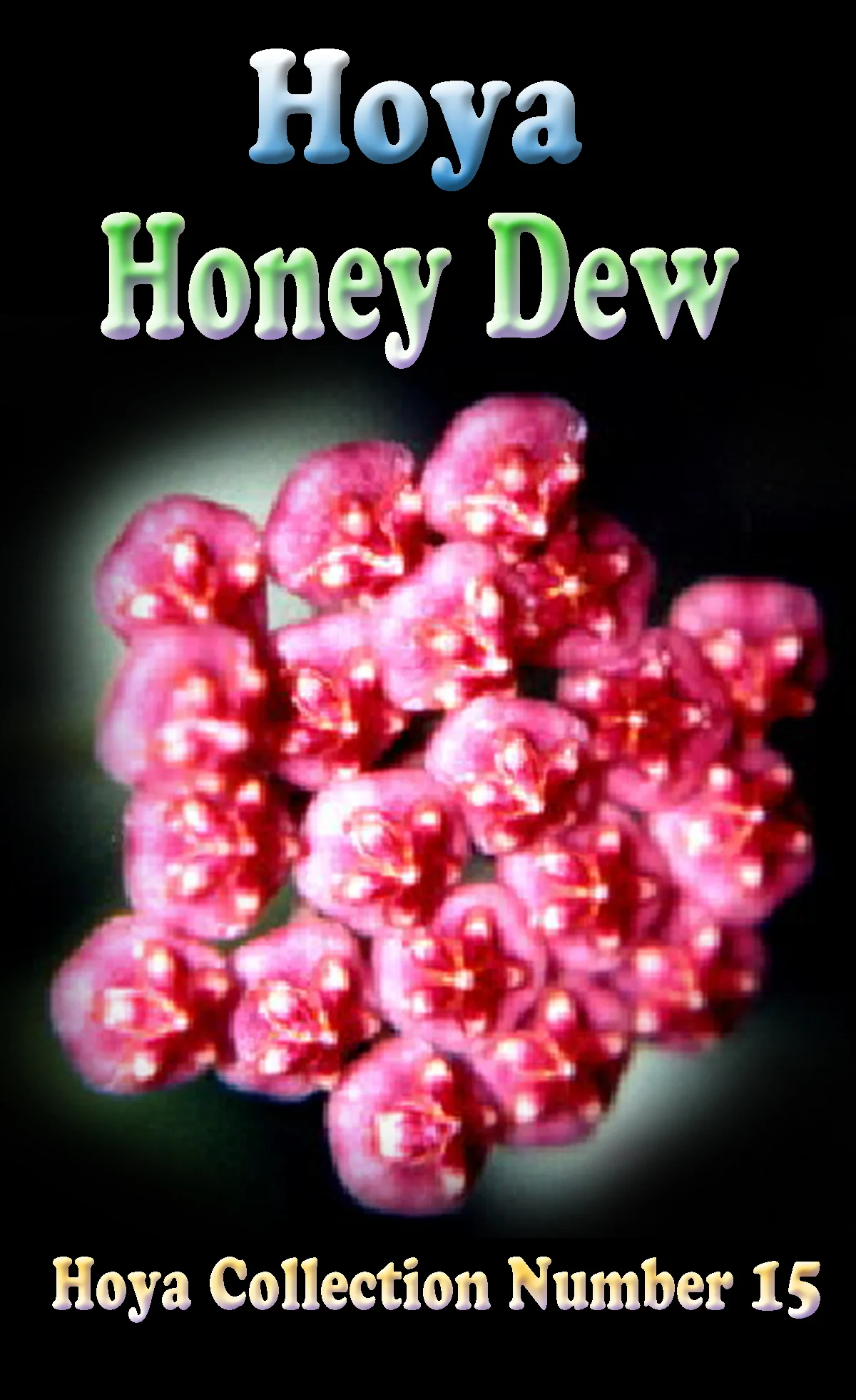 Hoya 'Honey Dew' - Image 2