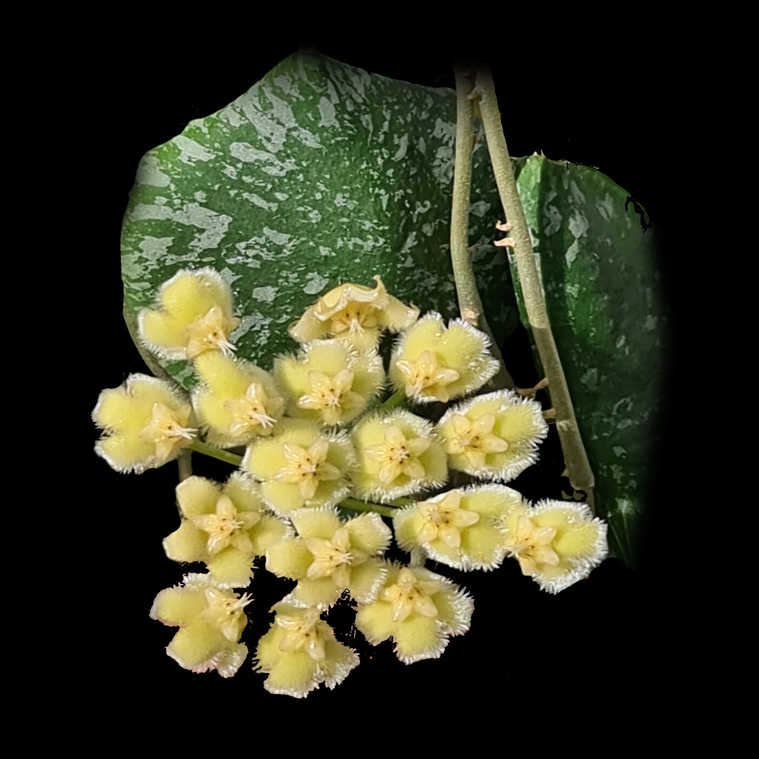Hoya imbricata