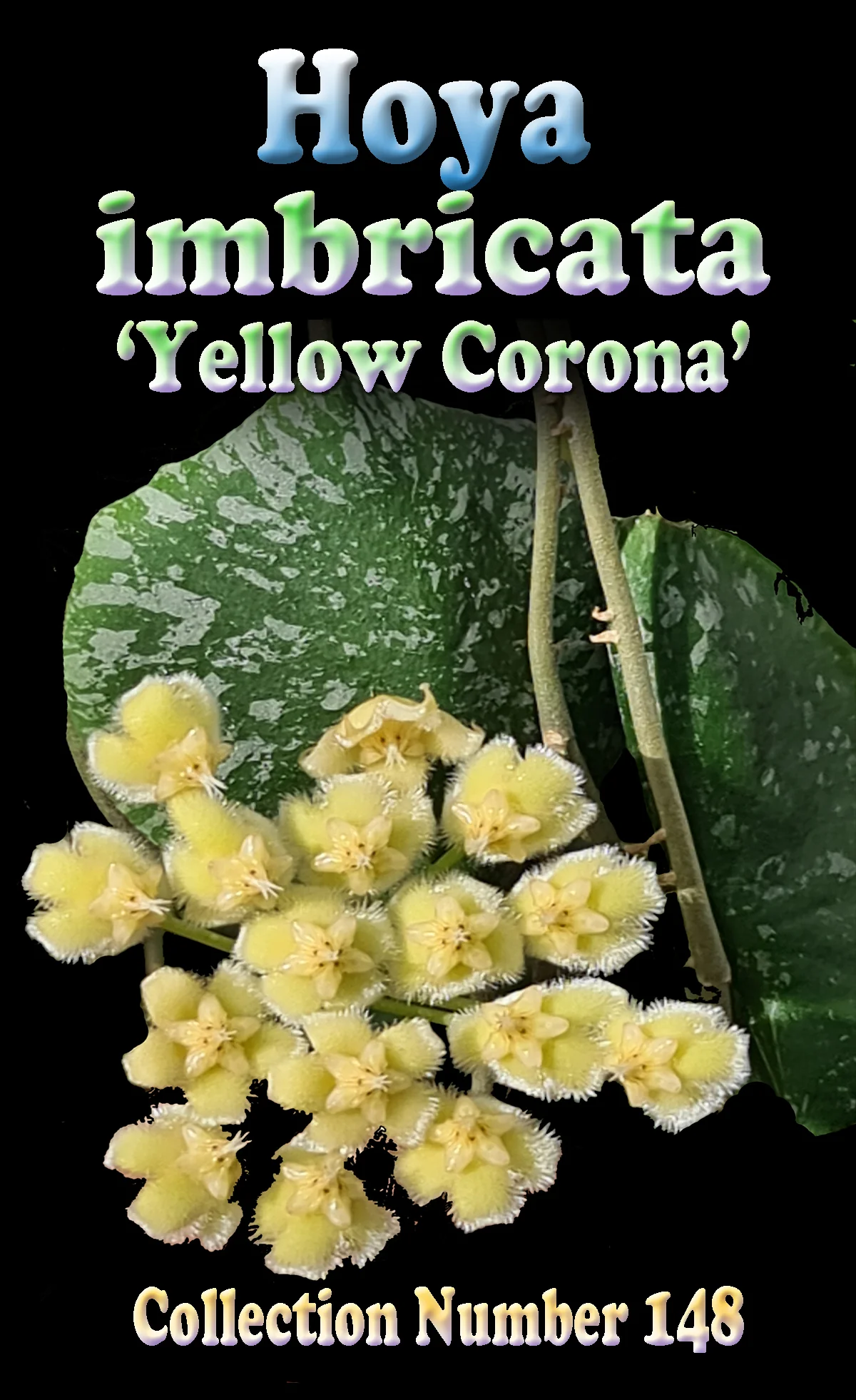 Hoya imbricata - Image 2
