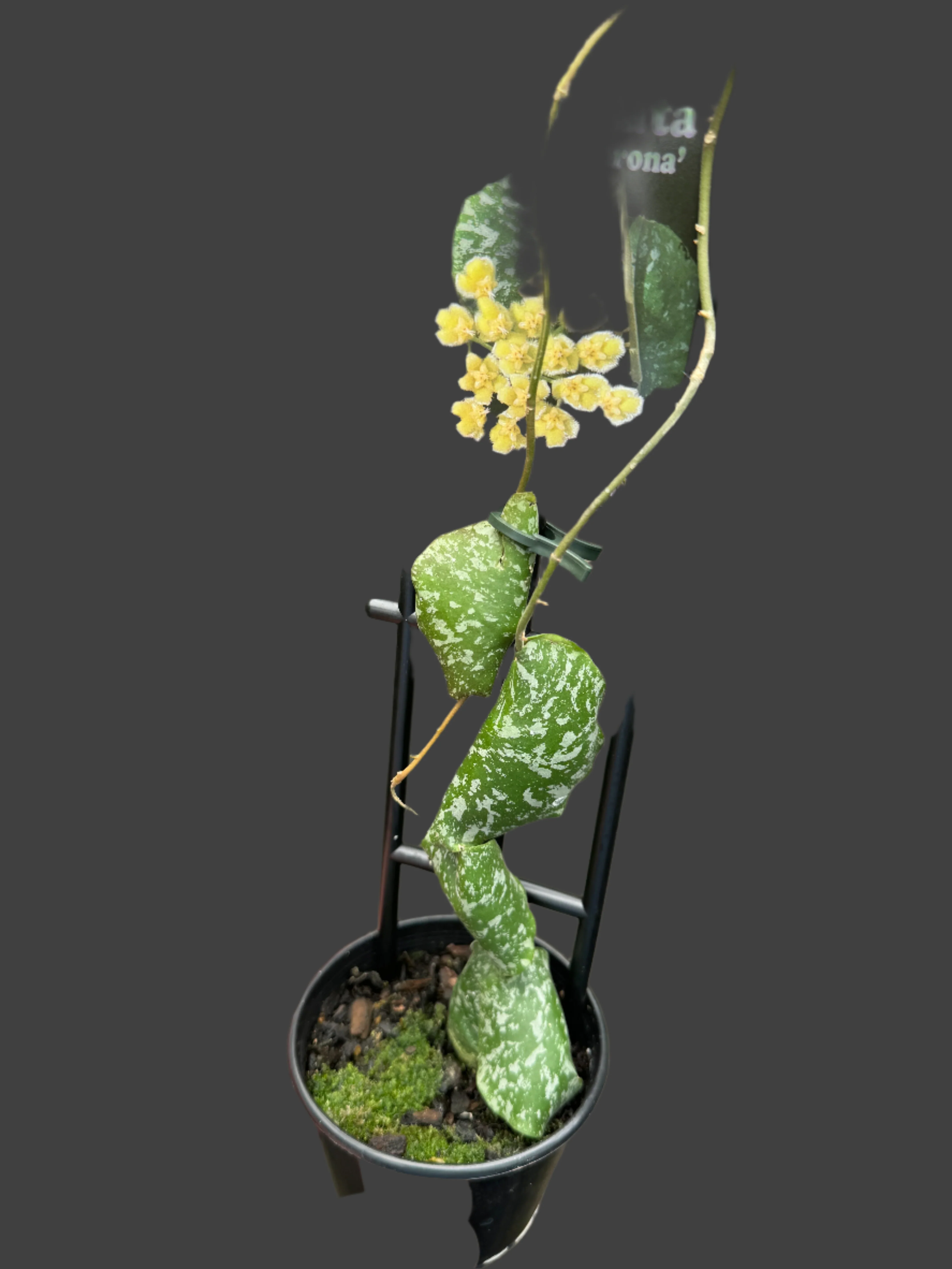 Hoya imbricata - Image 3
