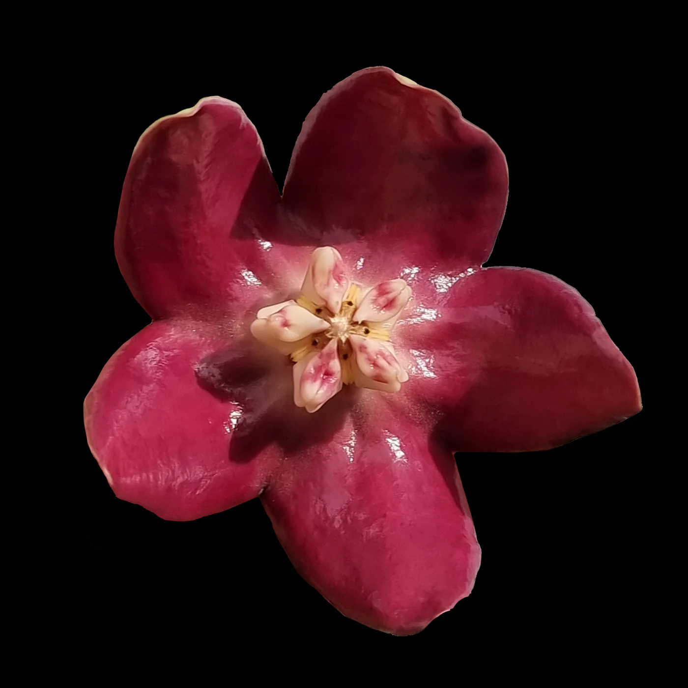 Hoya imperialis