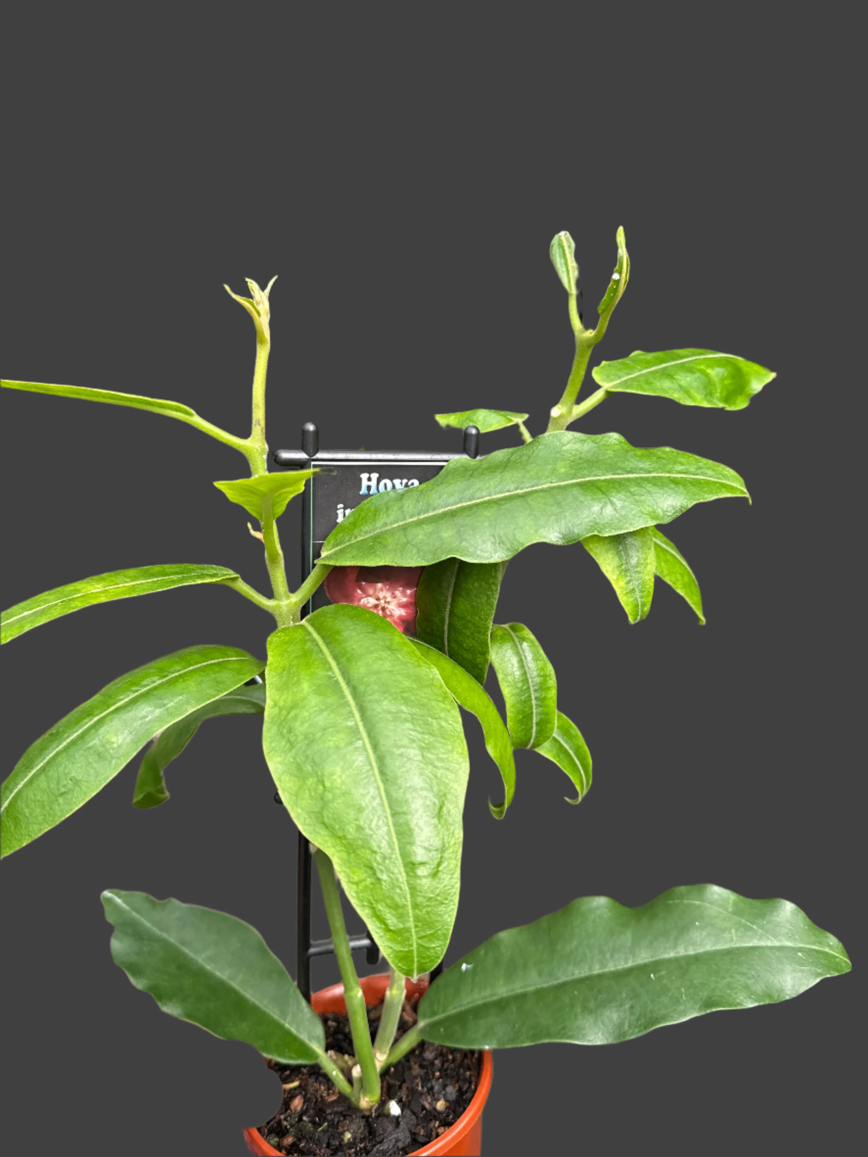 Hoya imperialis - Image 4