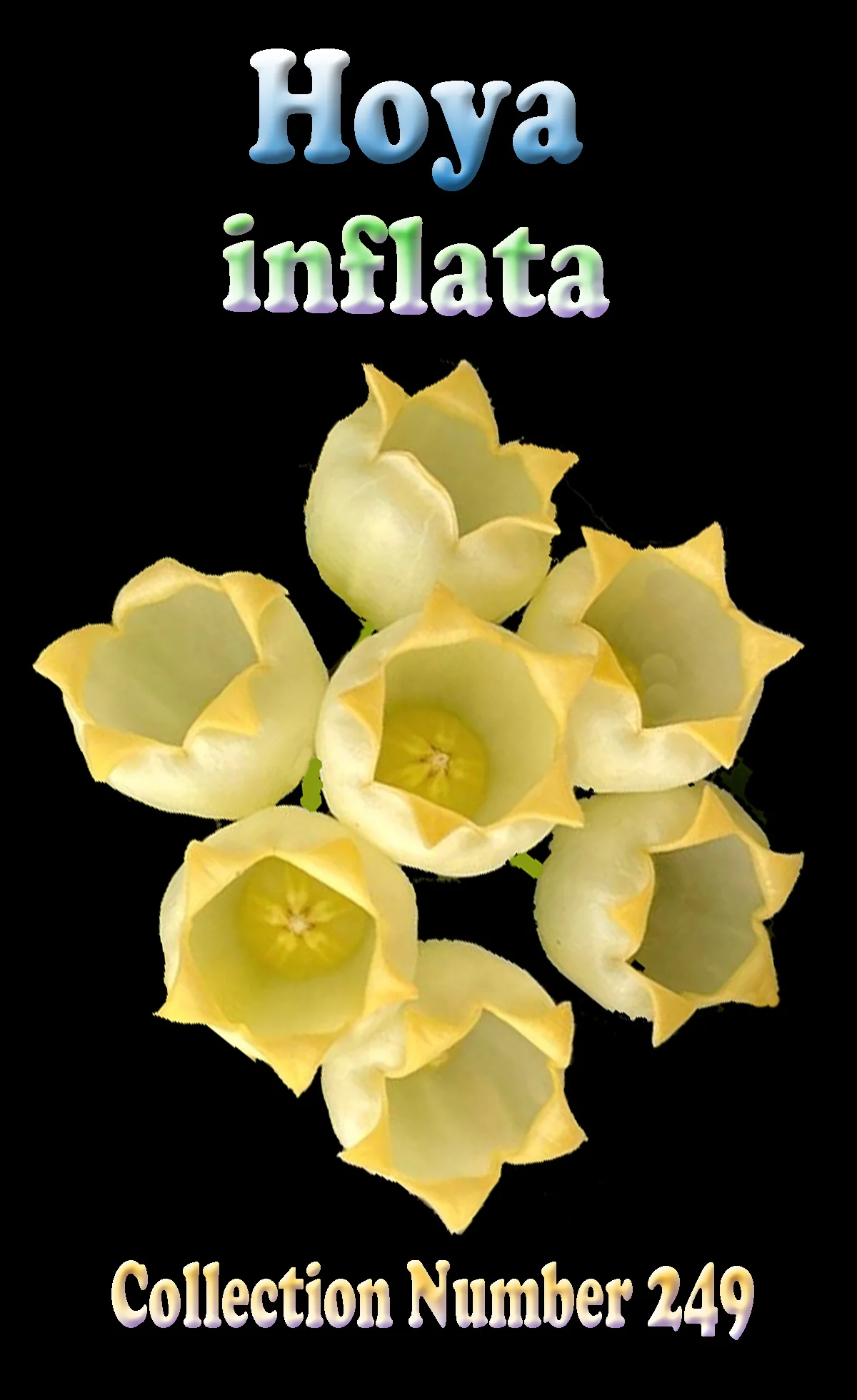 Hoya inflata