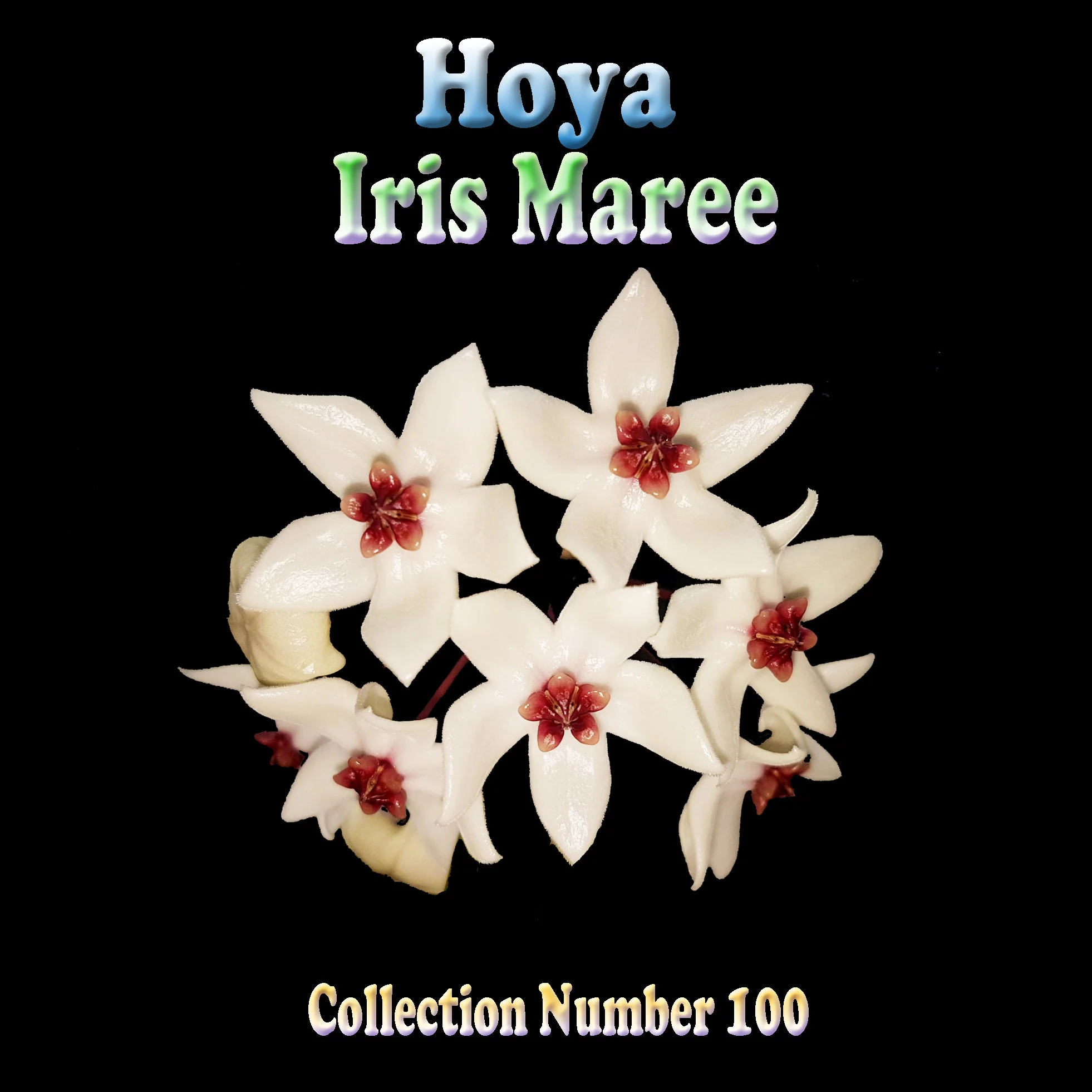 Hoya Iris Marie - Image 3
