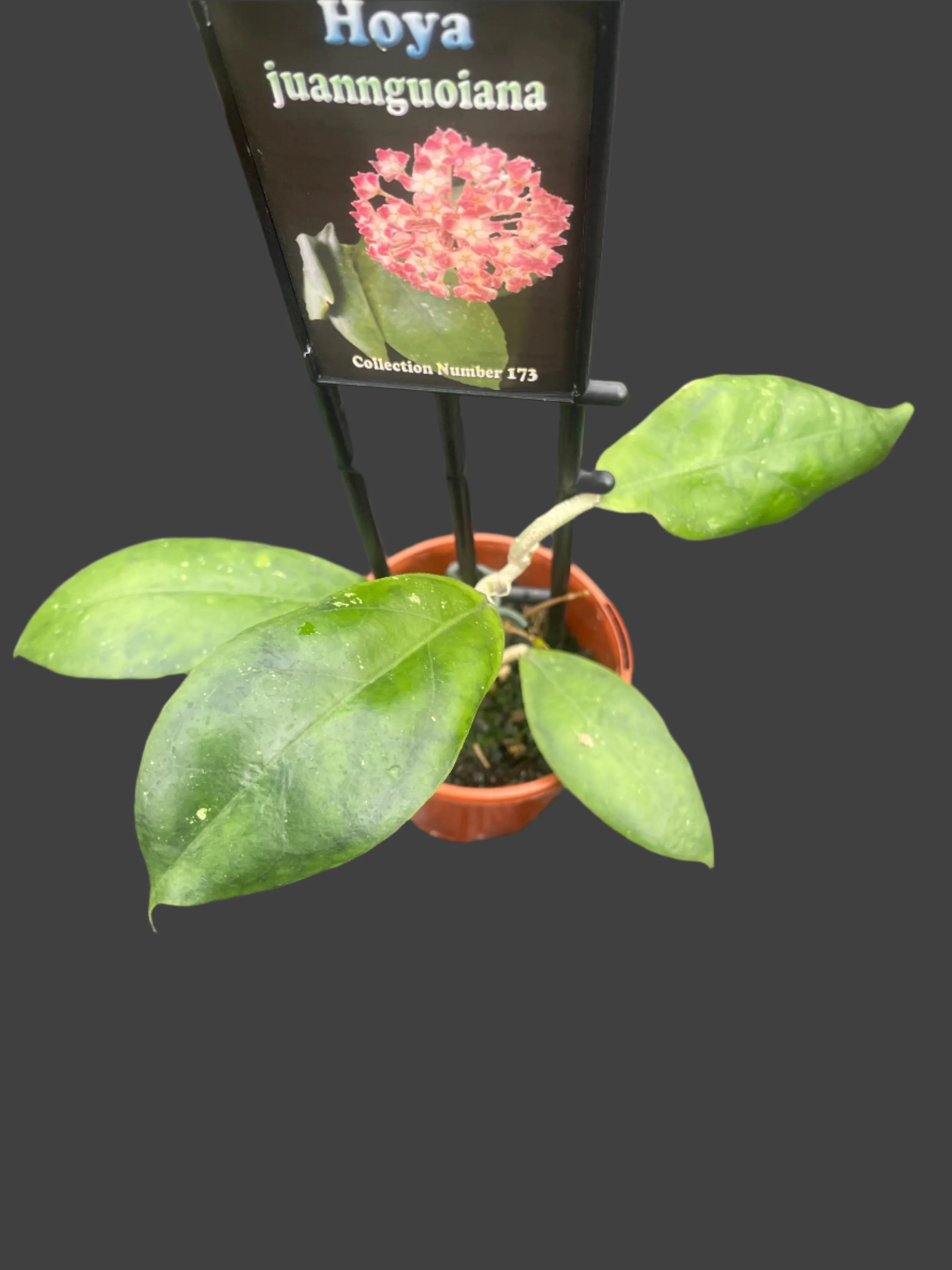 Hoya juannguoiana - Image 3