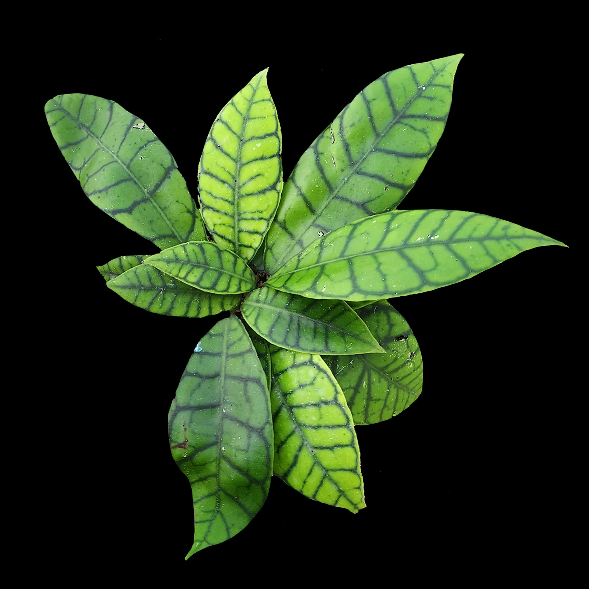 Hoya kalimantan