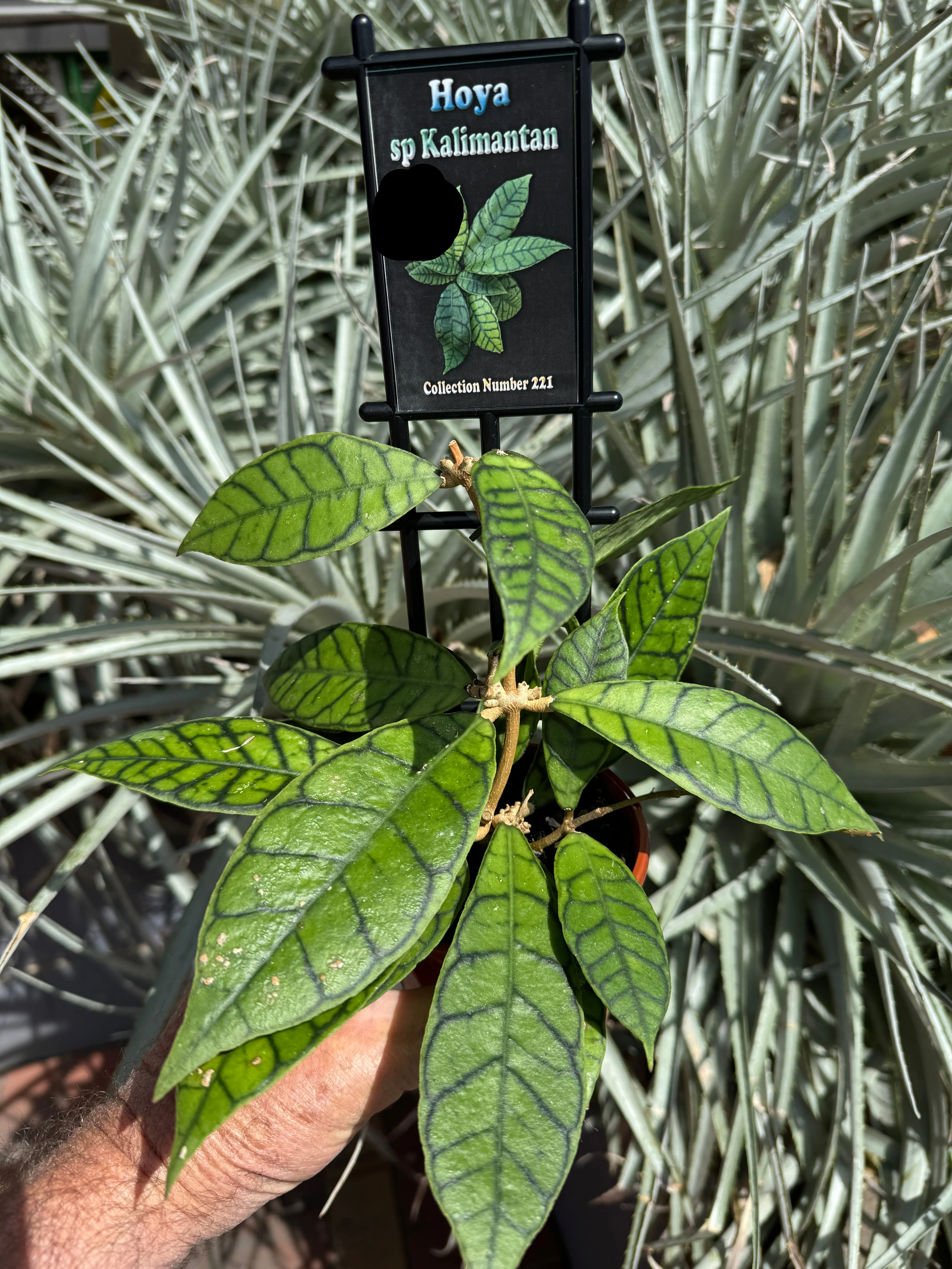 Hoya kalimantan - Image 2
