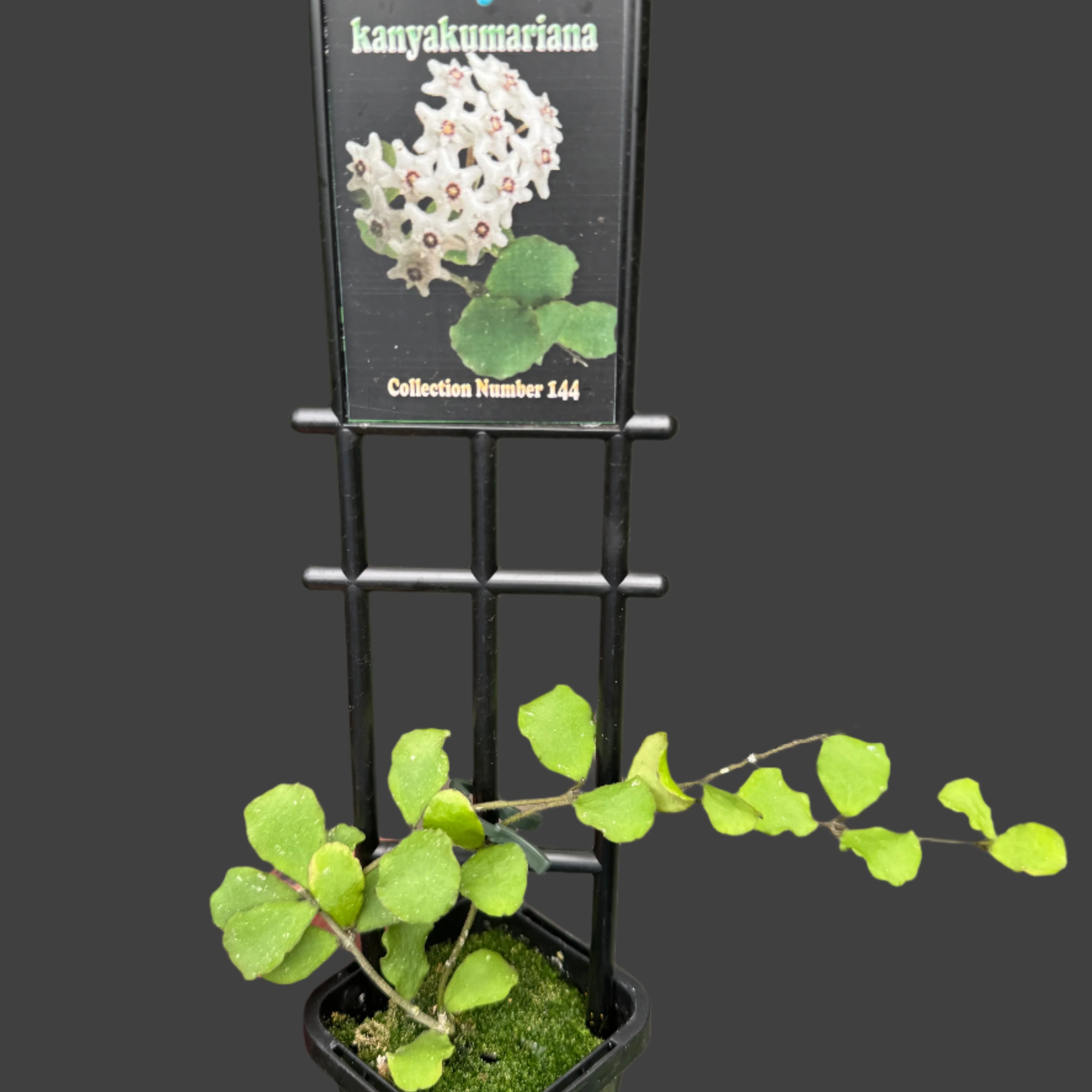 Hoya kanyakumariana - Image 3