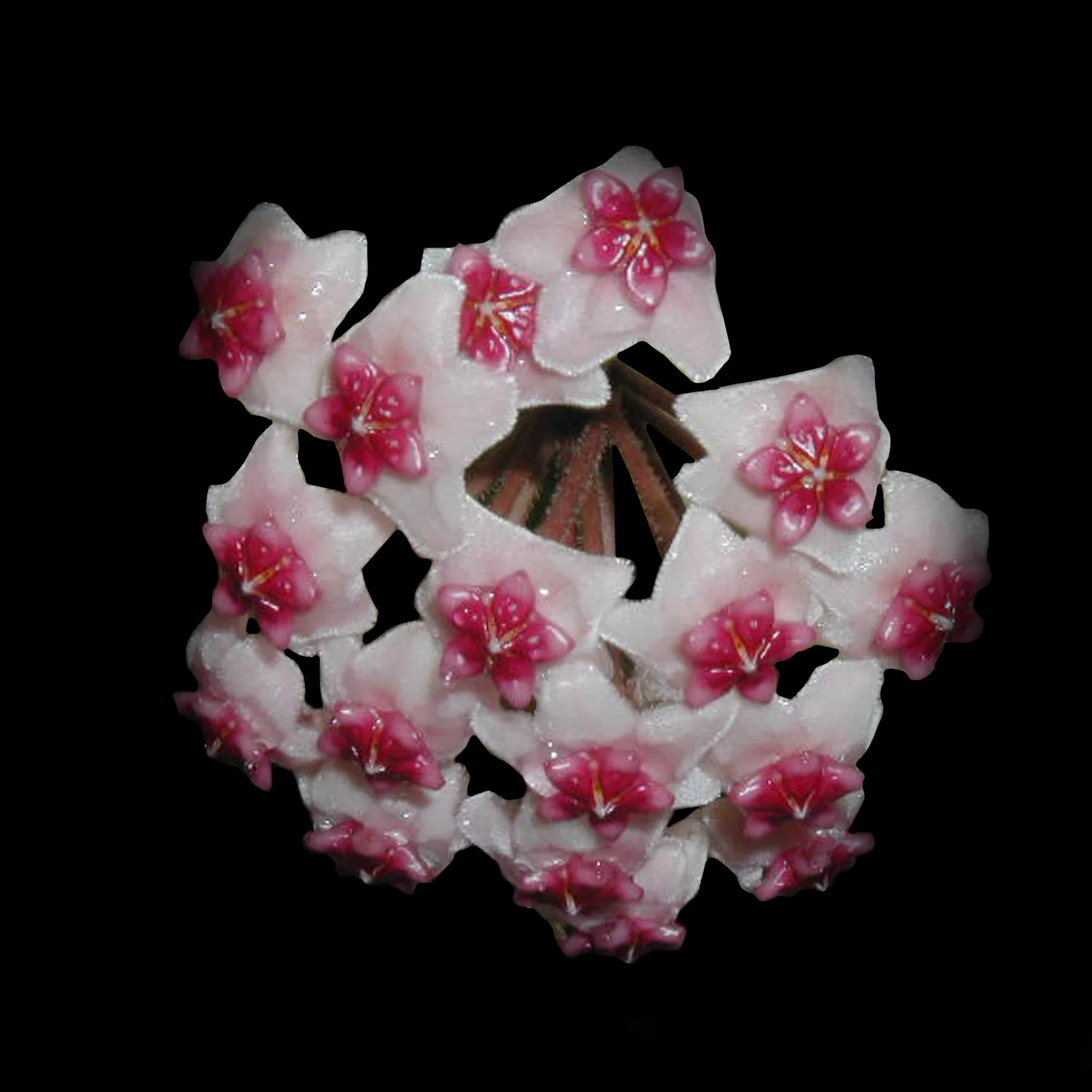 Hoya kerrii 'Heart Hoya' - Image 2