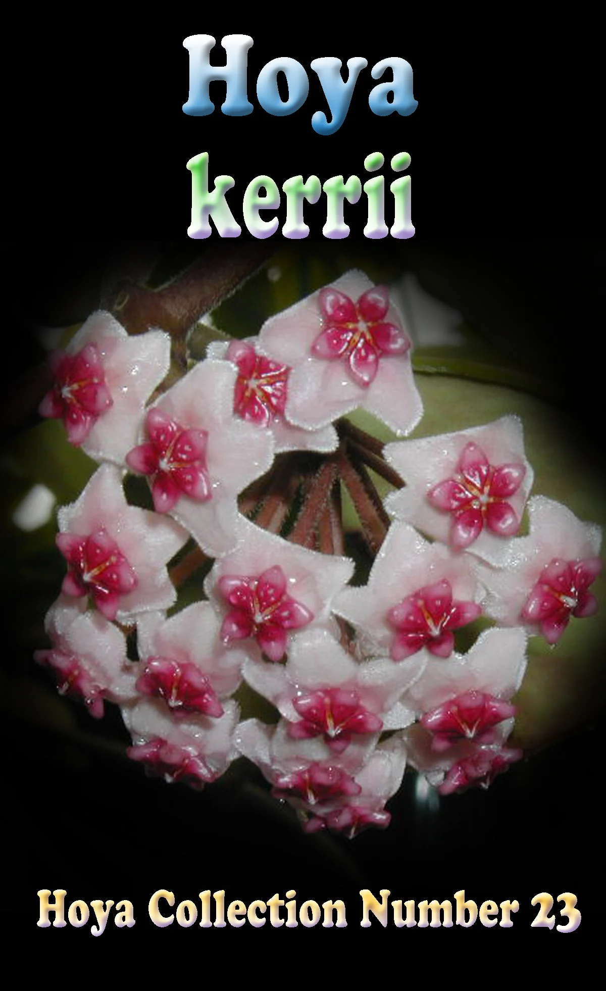 Hoya kerrii 'Heart Hoya' - Image 3