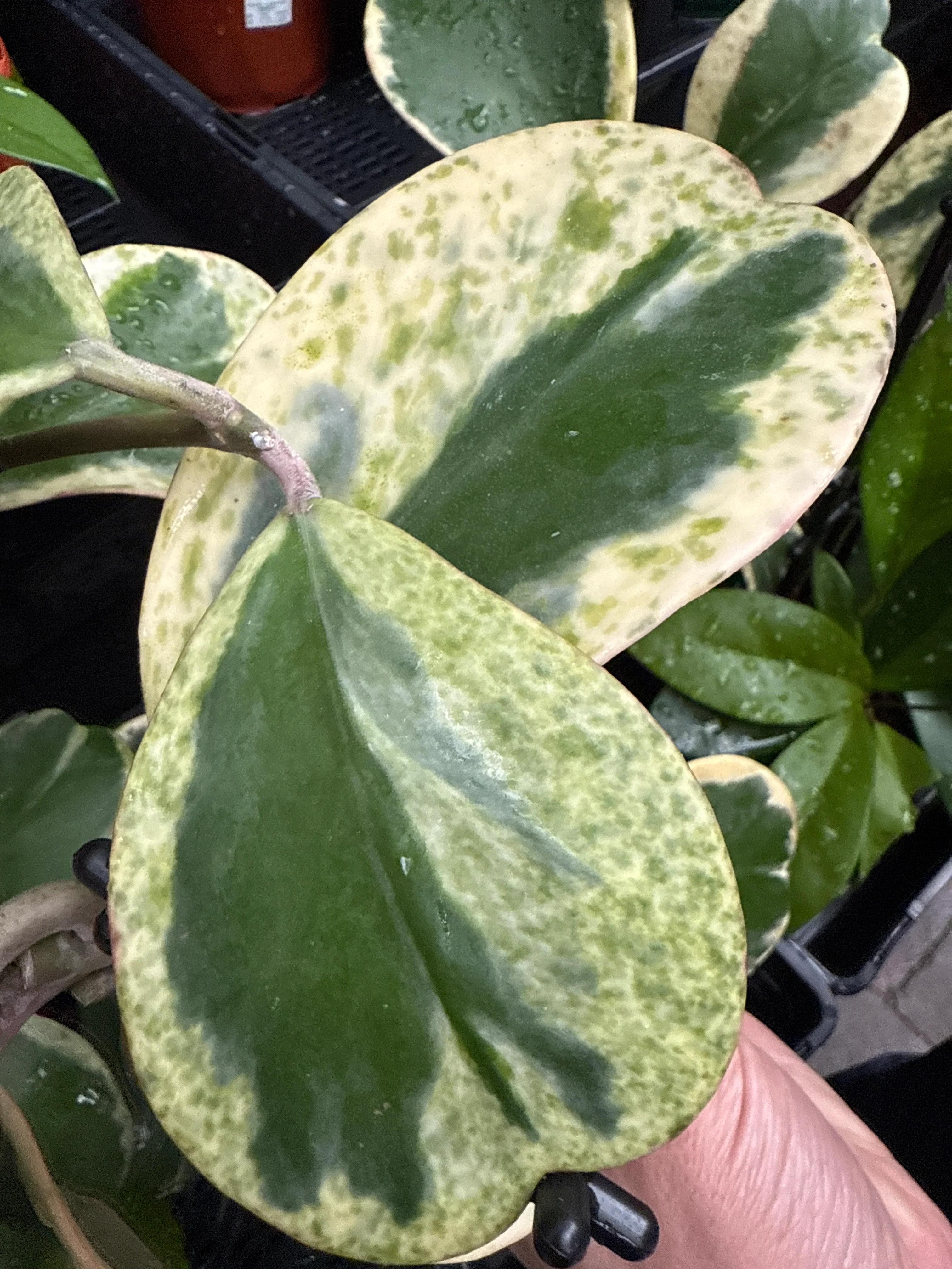 Hoya kerrii albomarginata 'Speckle'