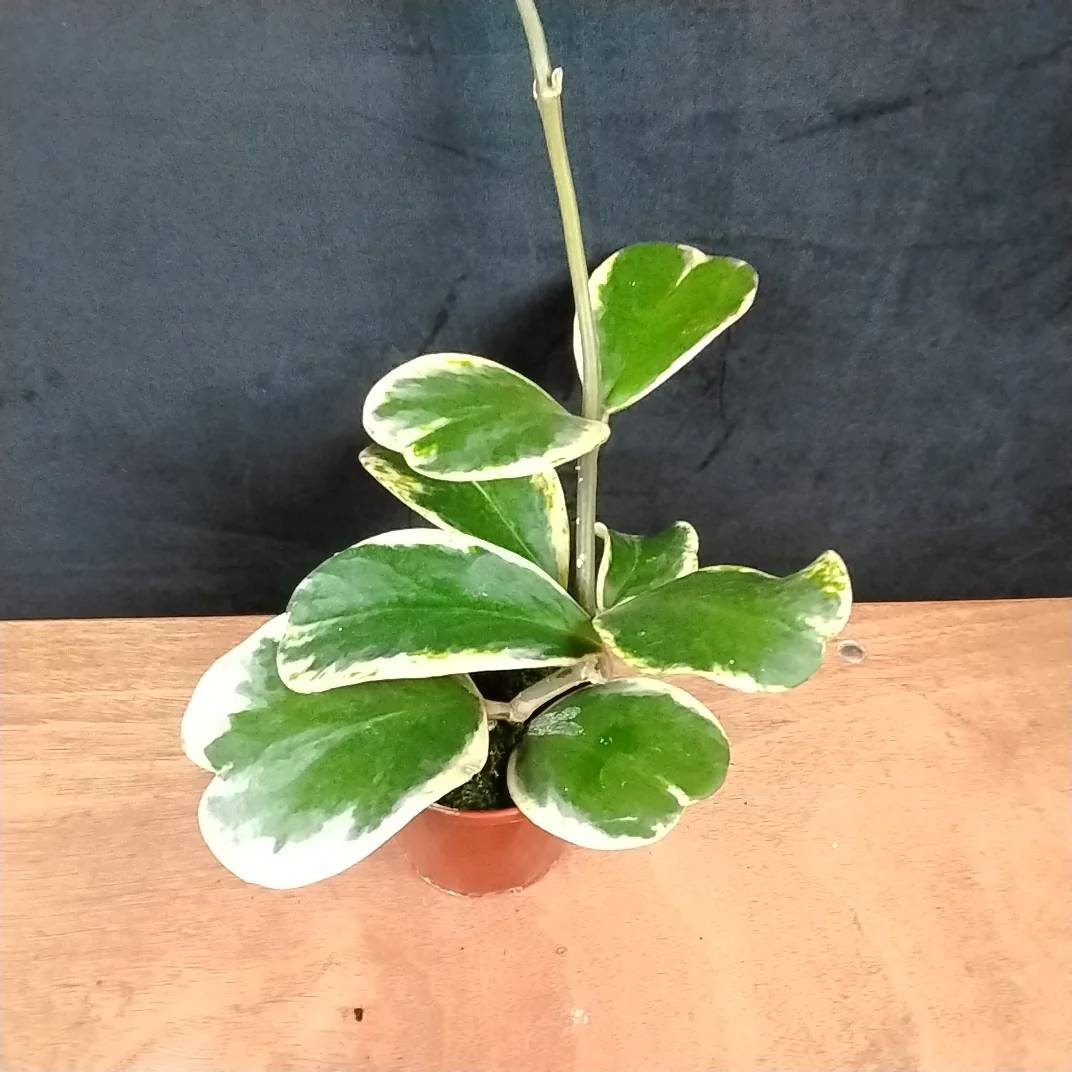 Hoya kerrii albomarginata 'Speckle' - Image 2