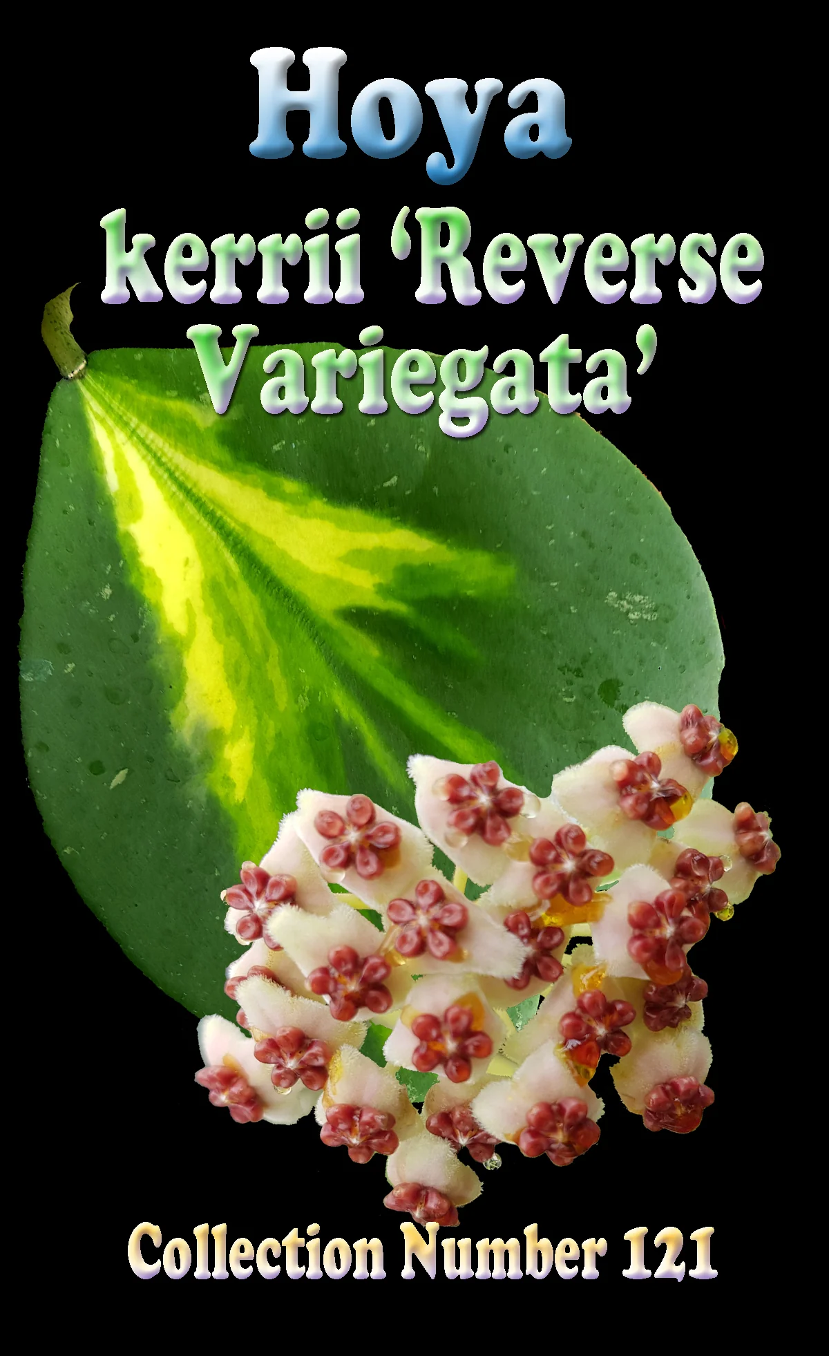 Hoya kerrii 'Reverse Variegata' - Image 2