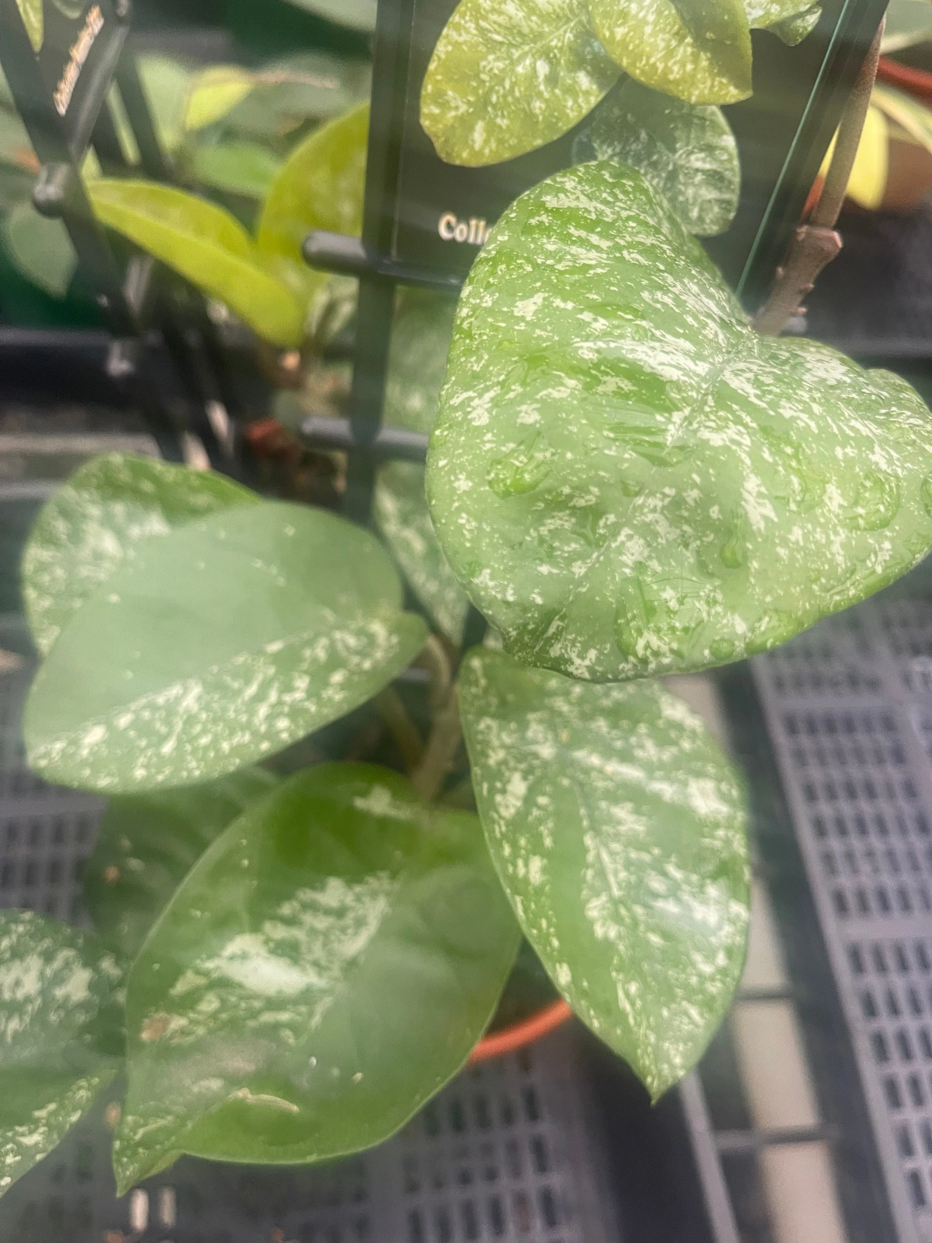 Hoya carnosa 'Krinkle Giant Splash' - Image 2
