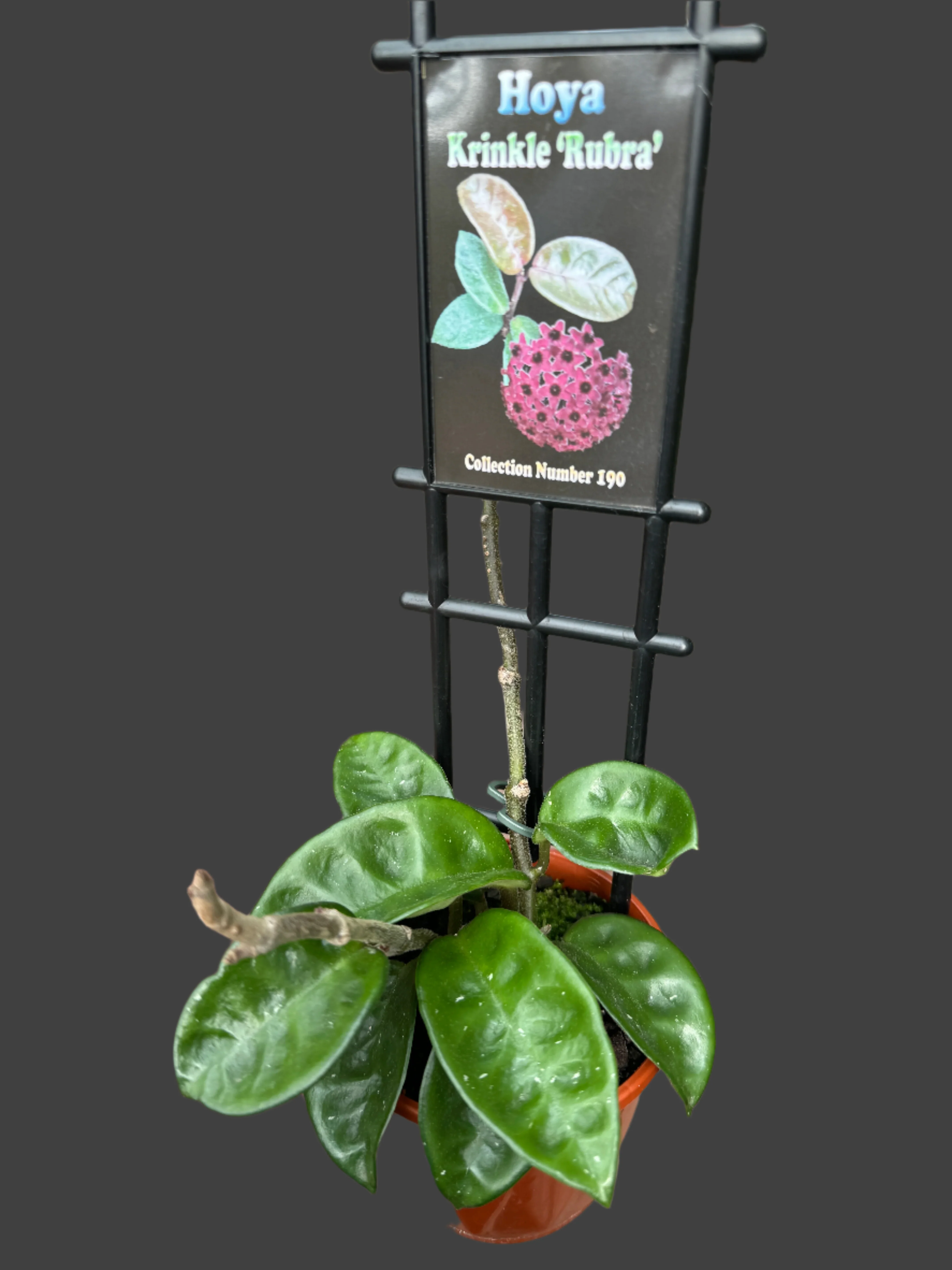 Hoya krinkle 'Rubra' - Image 3
