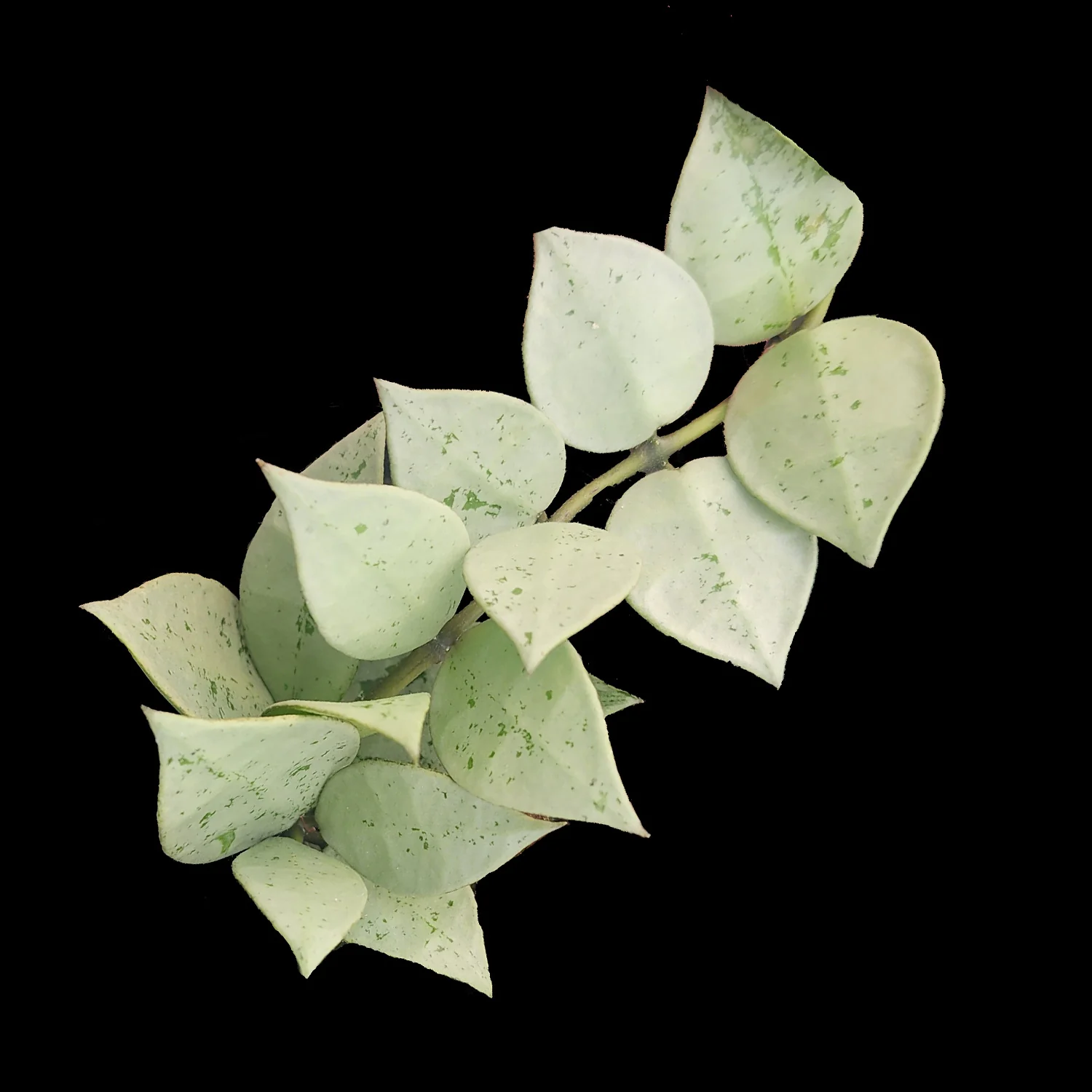 Hoya krohniana 'Super Silver'