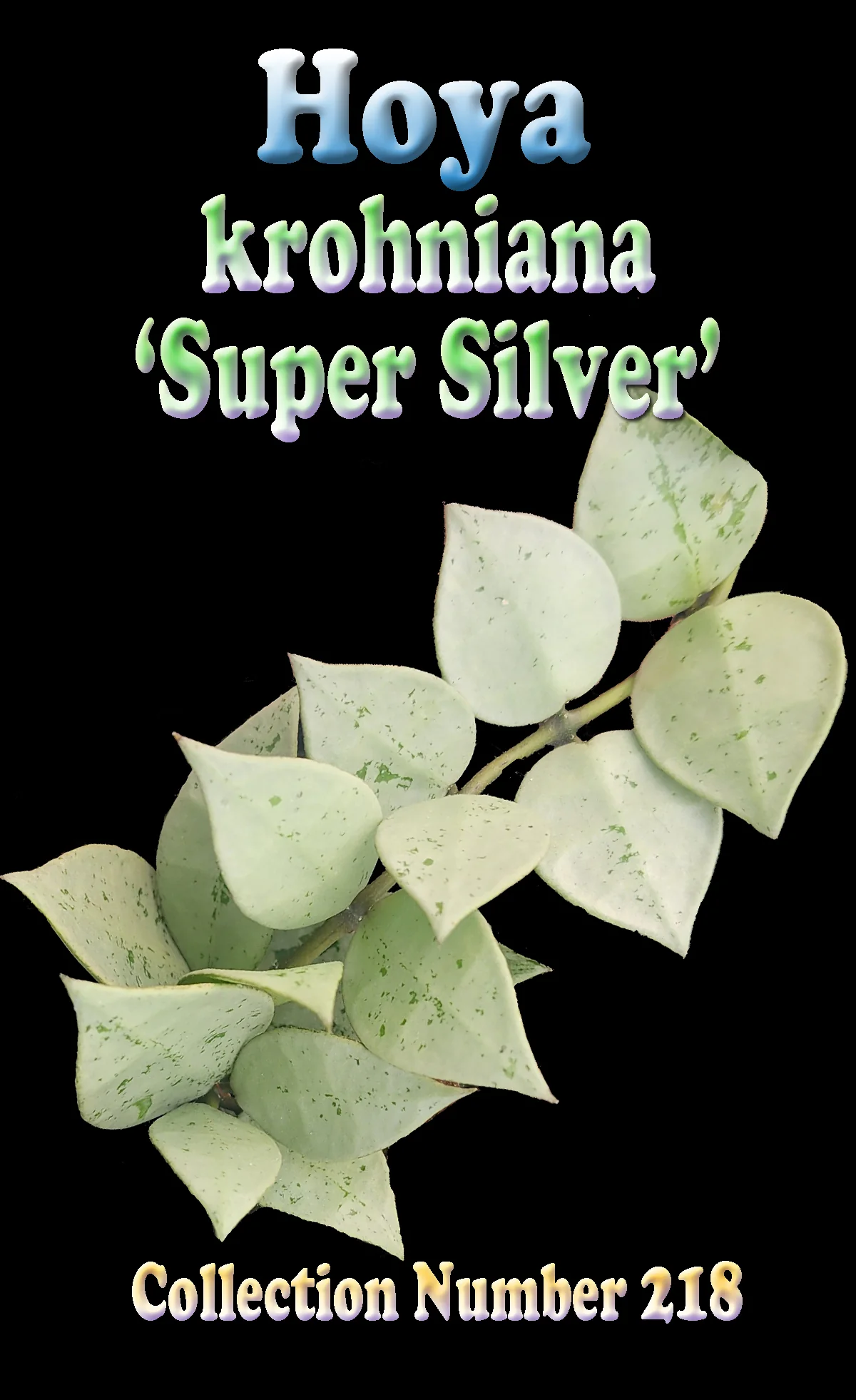 Hoya krohniana 'Super Silver' - Image 2