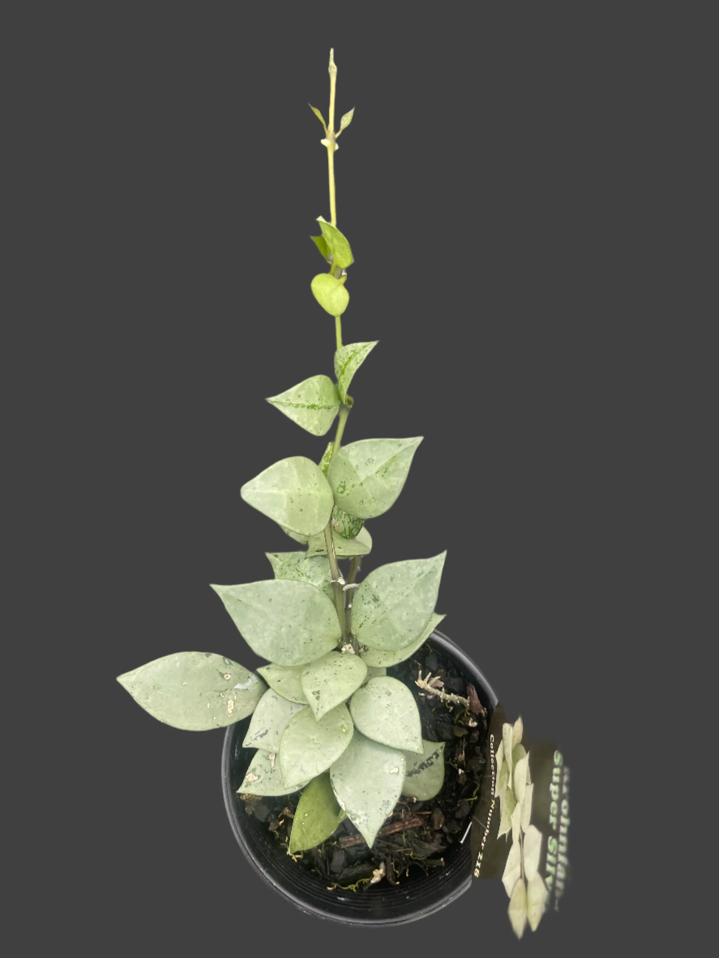 Hoya krohniana 'Super Silver' - Image 3