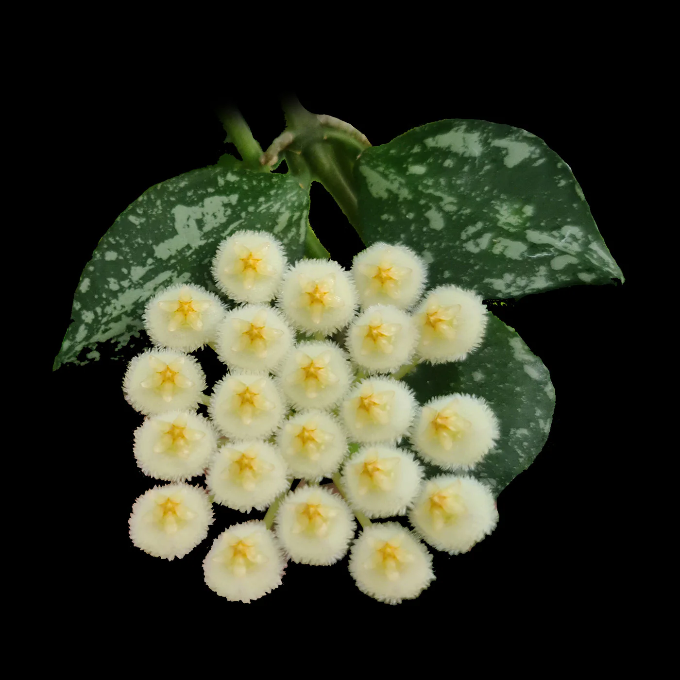 Hoya lacunosa 'Splash'