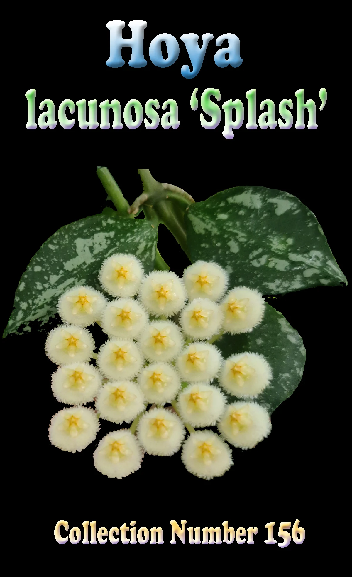 Hoya lacunosa 'Splash' - Image 2