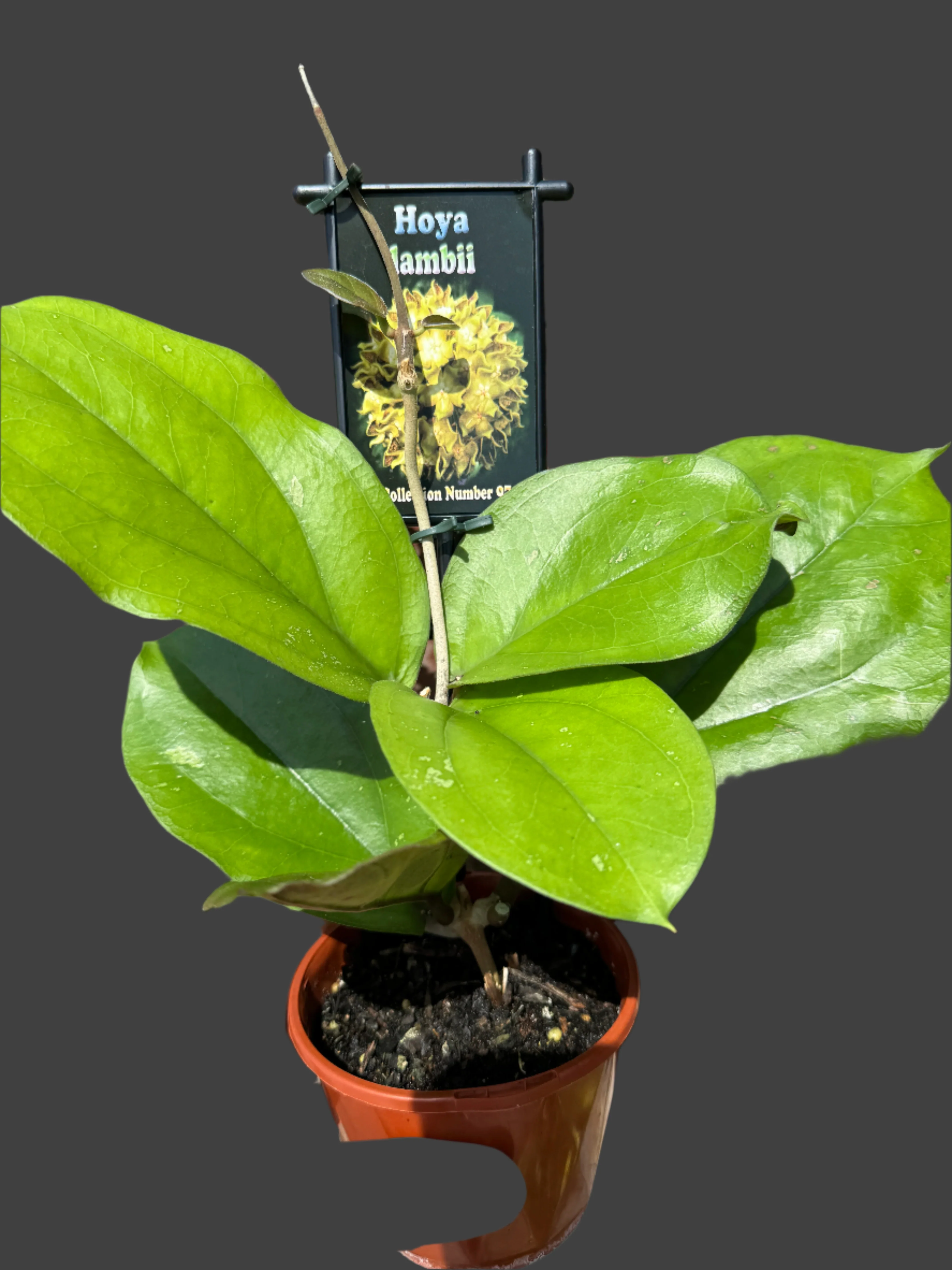 Hoya lambii - Image 2