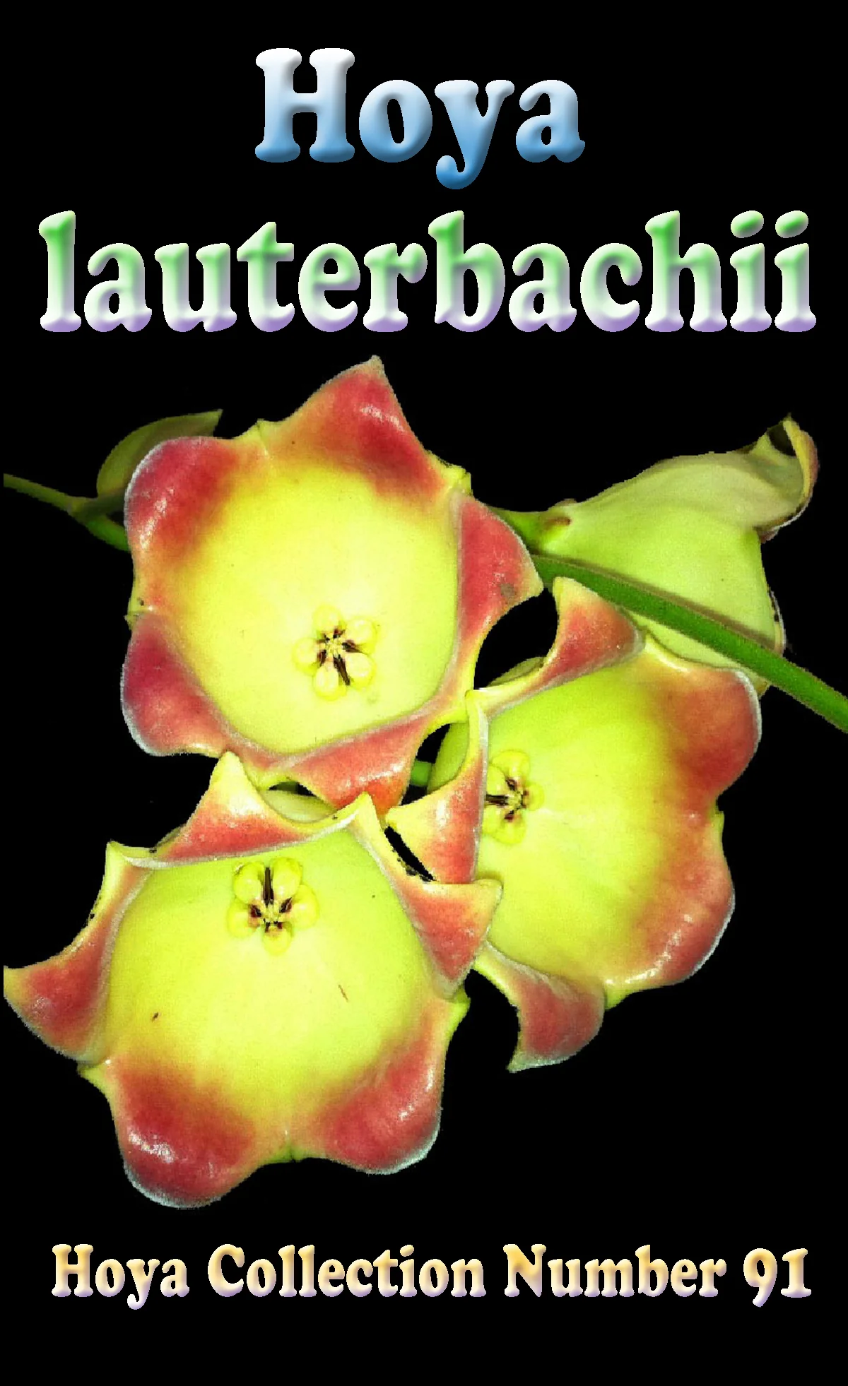 Hoya lauterbachii - Image 3