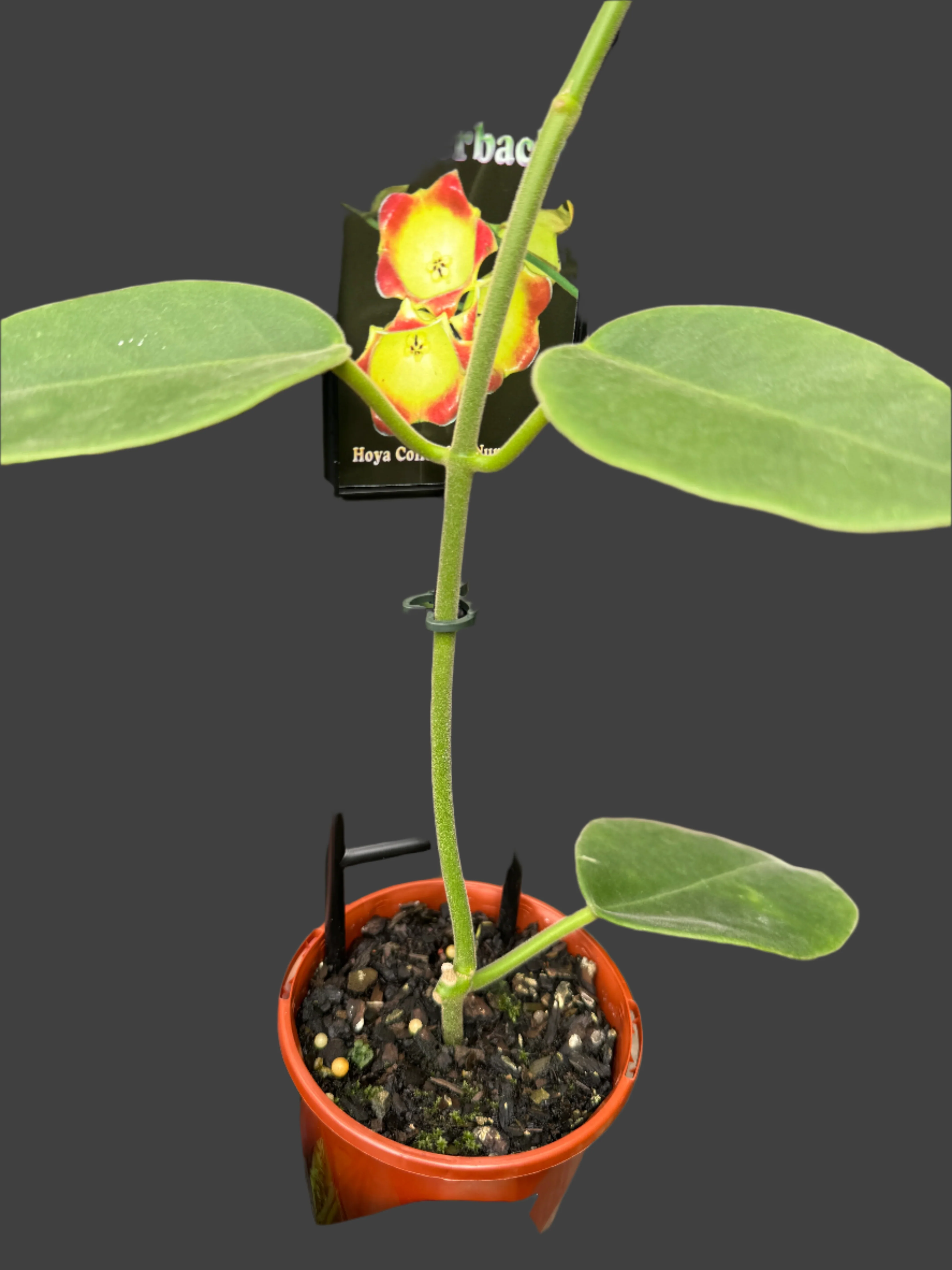 Hoya lauterbachii - Image 4
