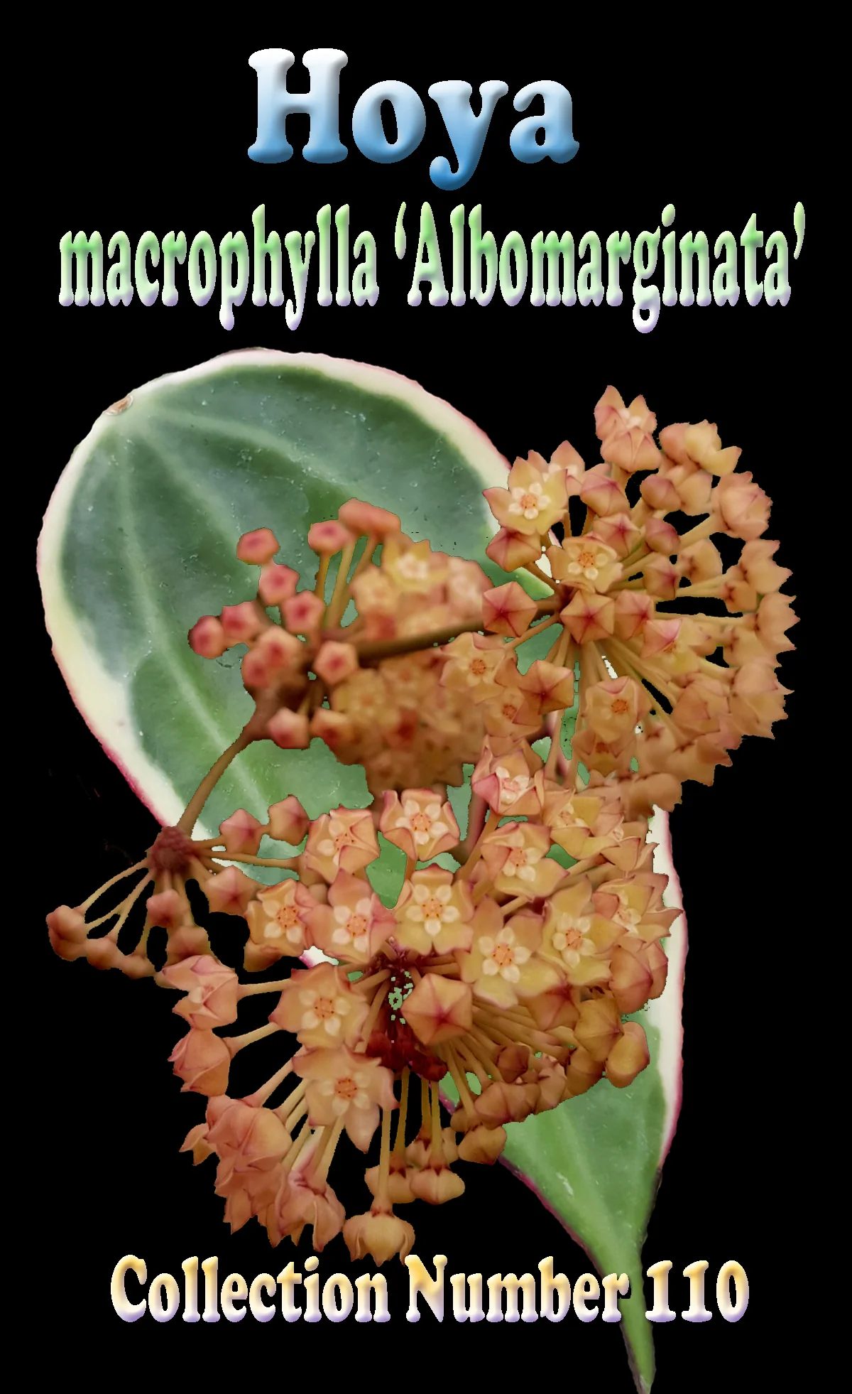 Hoya macrophylla ‘Albomarginata’ - Image 2