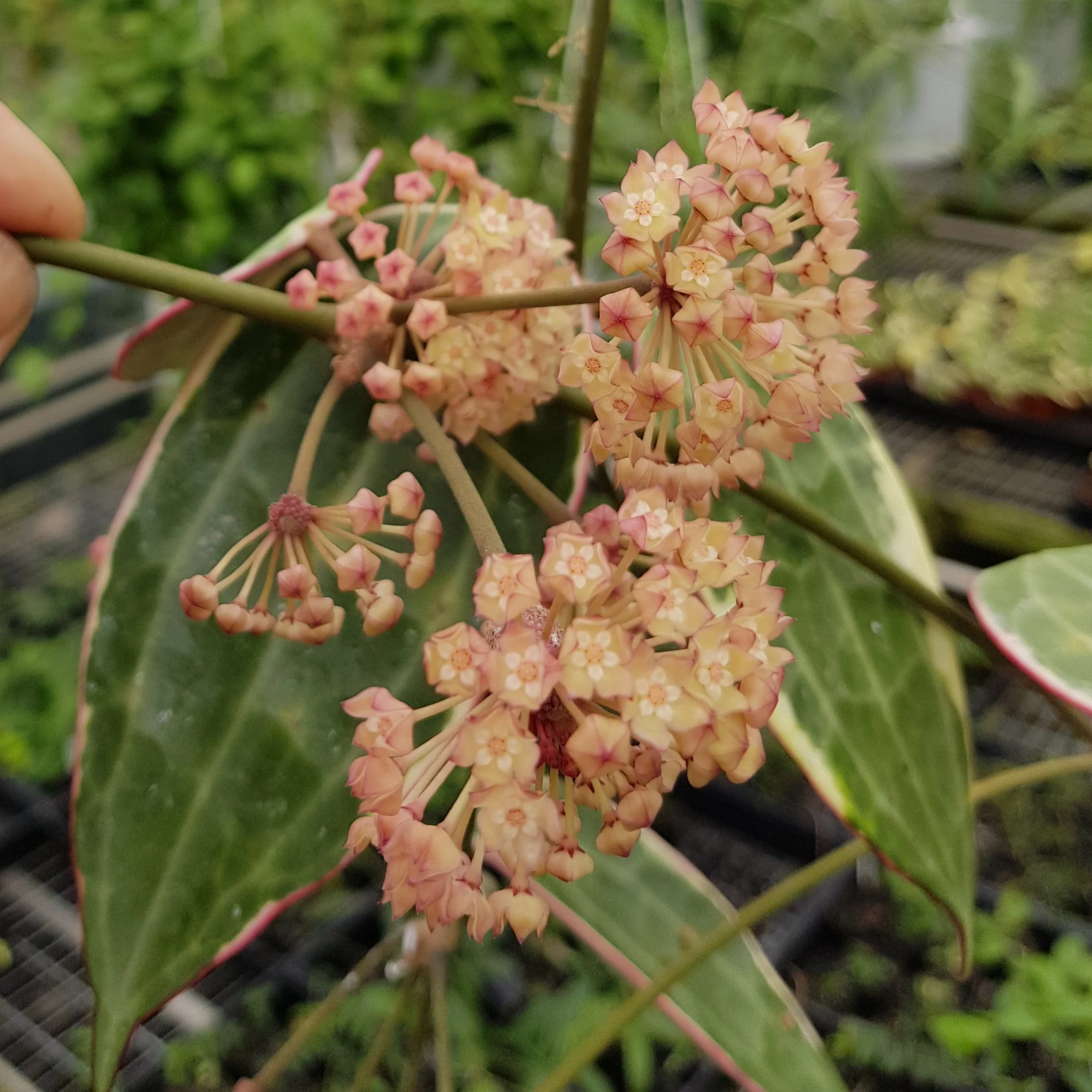 Hoya macrophylla ‘Albomarginata’ - Image 3