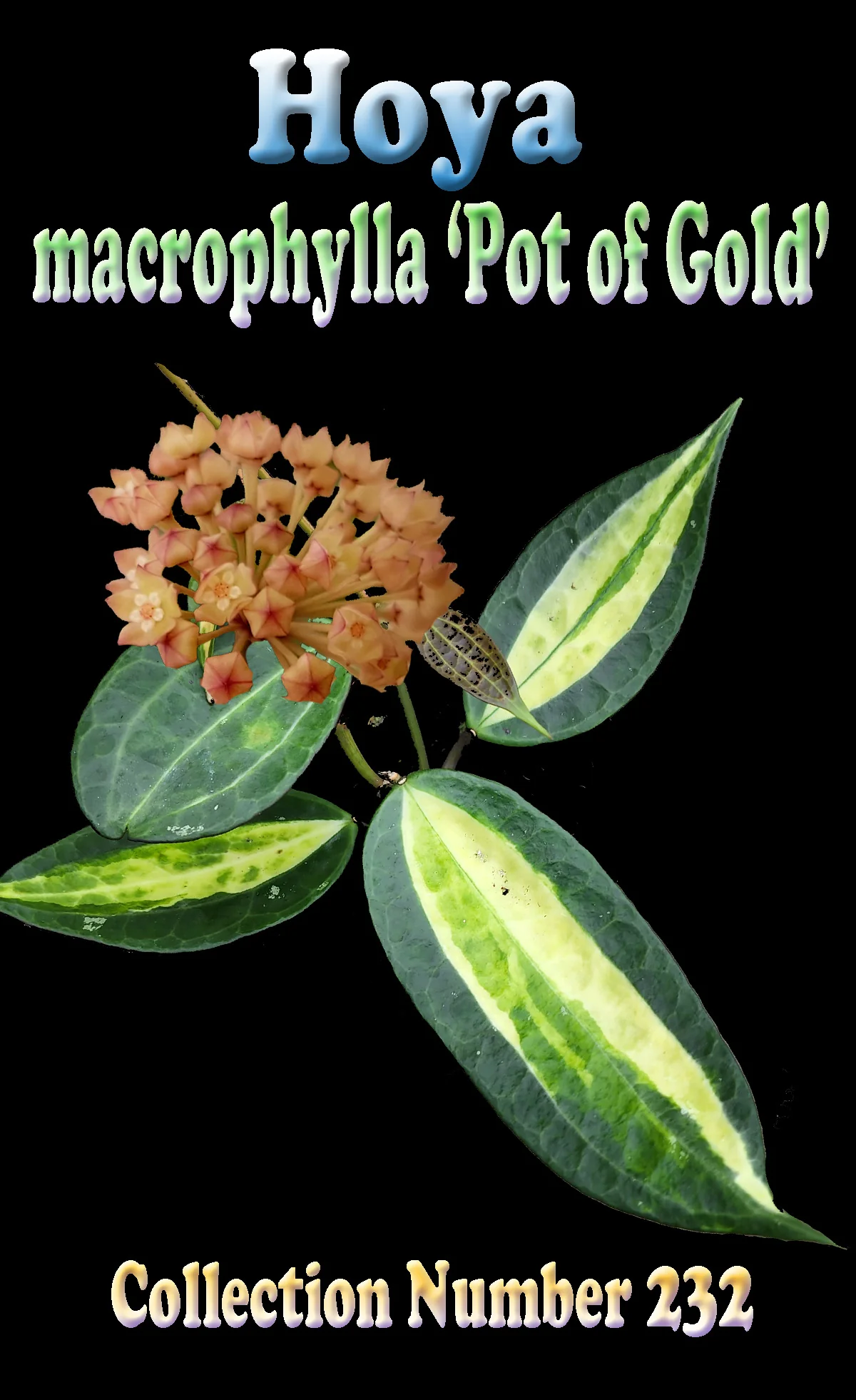 Hoya macrophylla ‘Pot of Gold’ - Image 2