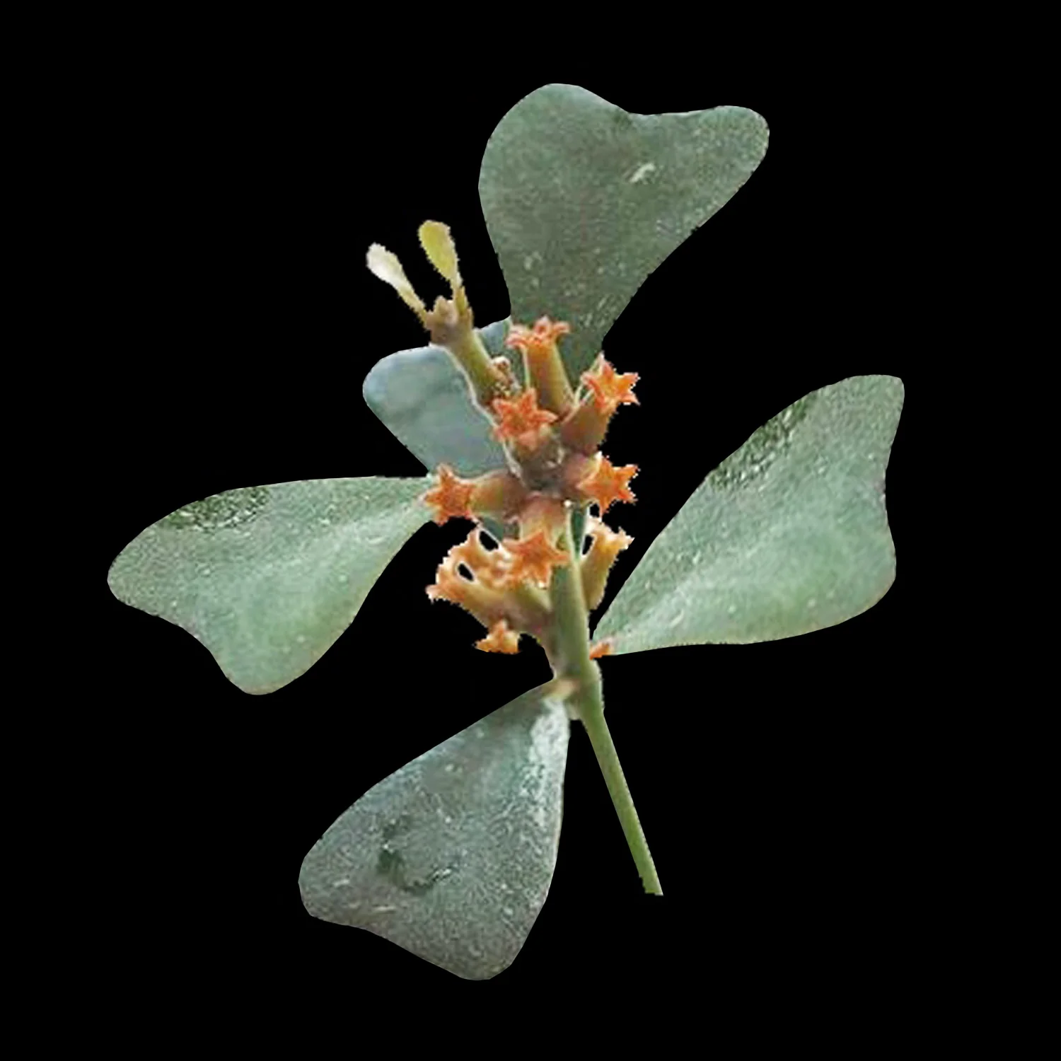 Hoya manipurensis
