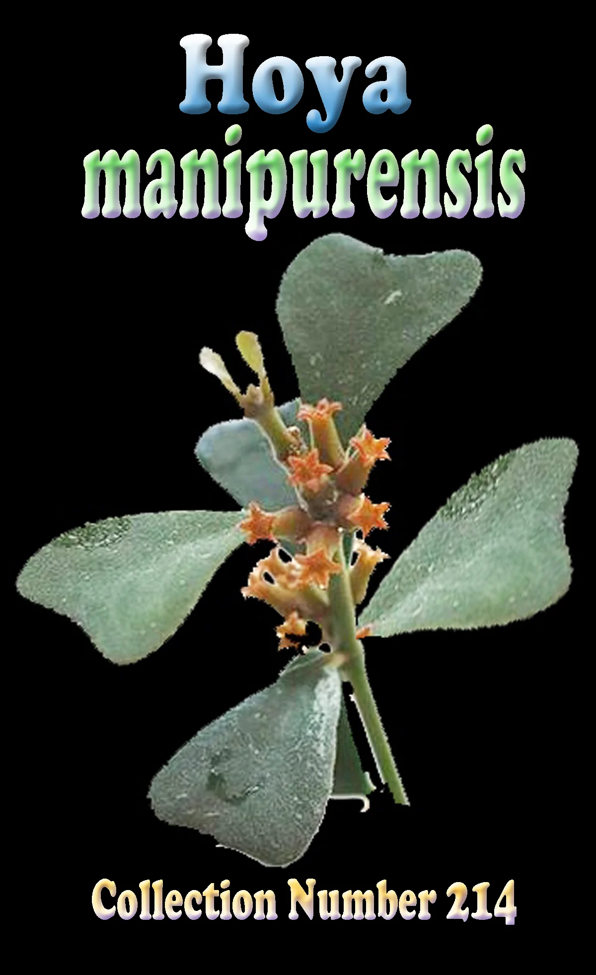 Hoya manipurensis - Image 2